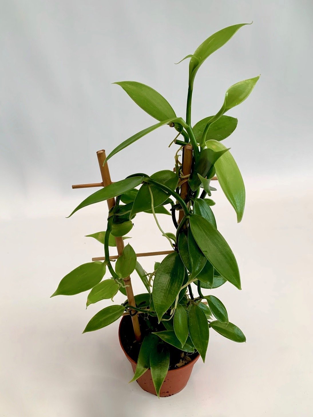 Vanilla planifolia "Green Leaves" kleine Pflanze
