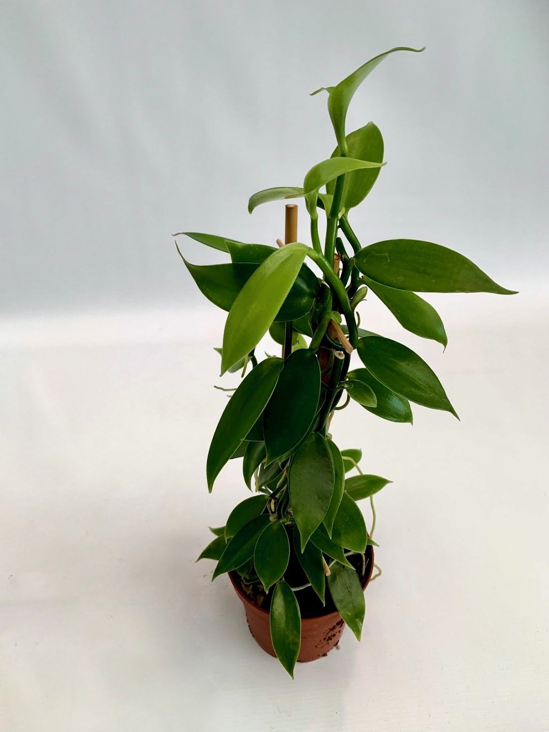 Vanilla planifolia "Green Leaves" kleine Pflanze