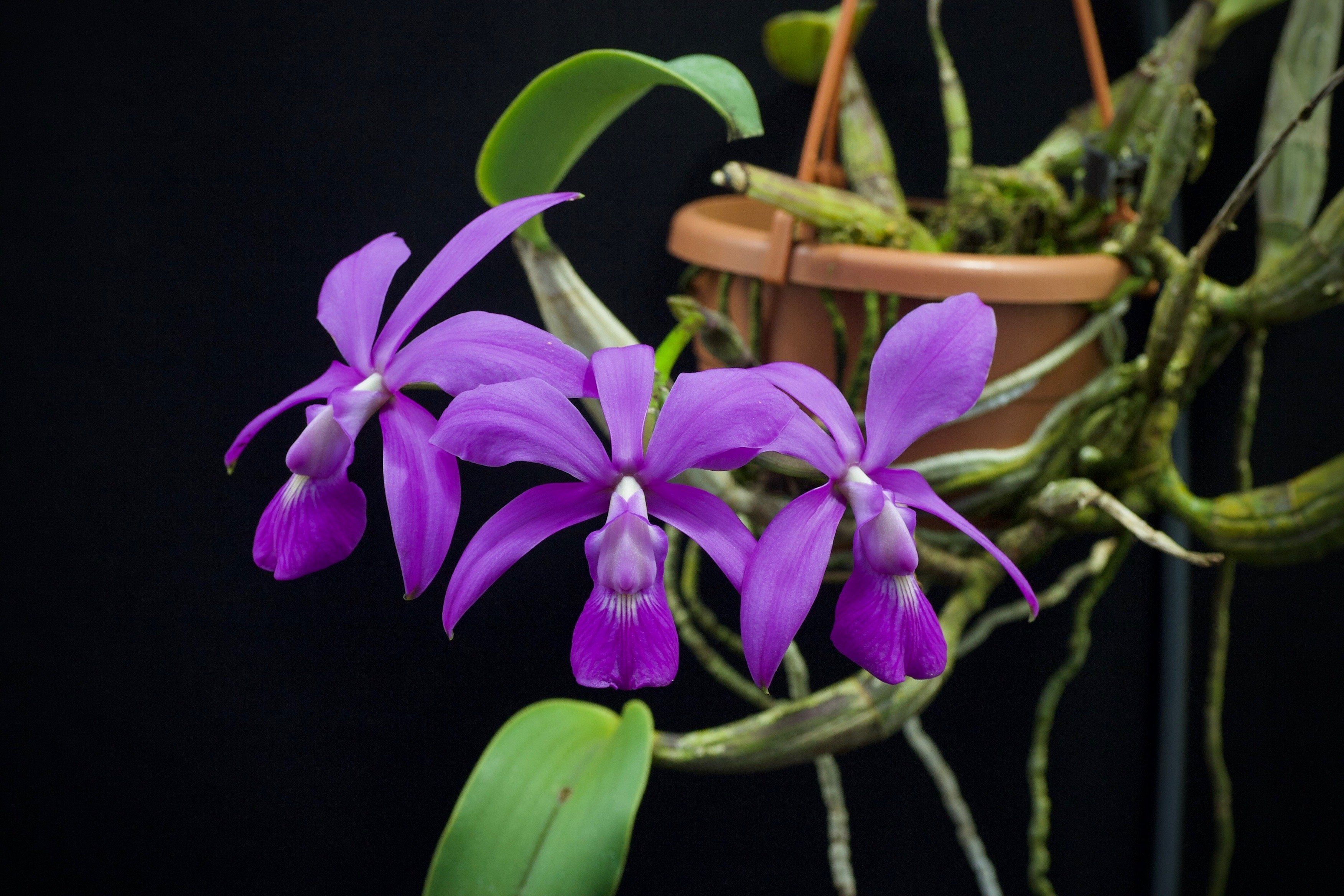 Cattleya walkeriana "Big"