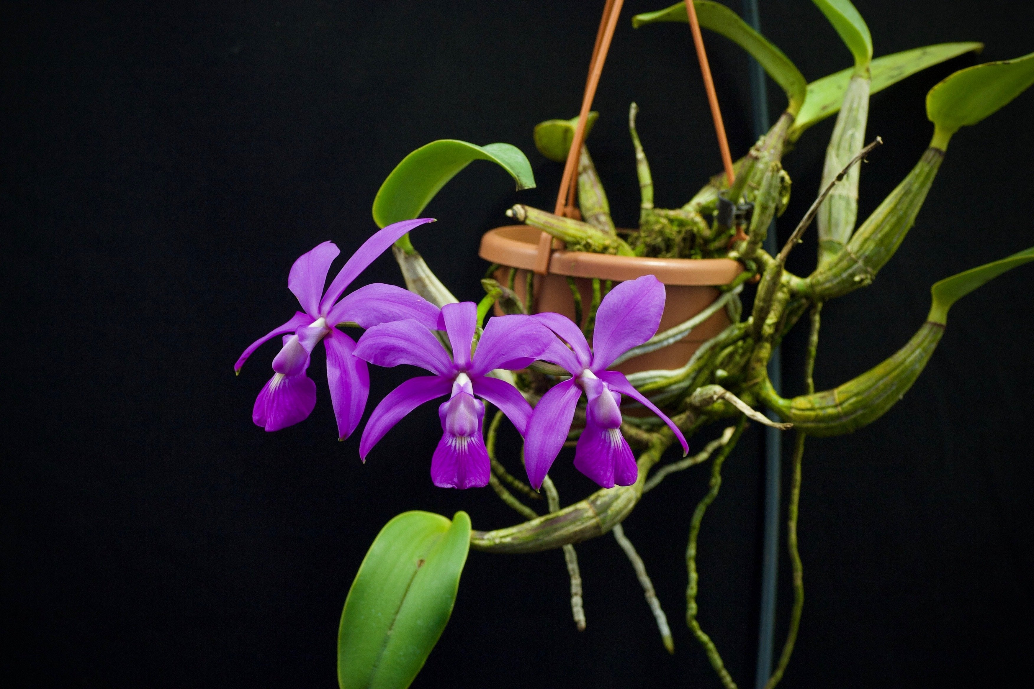 Cattleya walkeriana "Big"