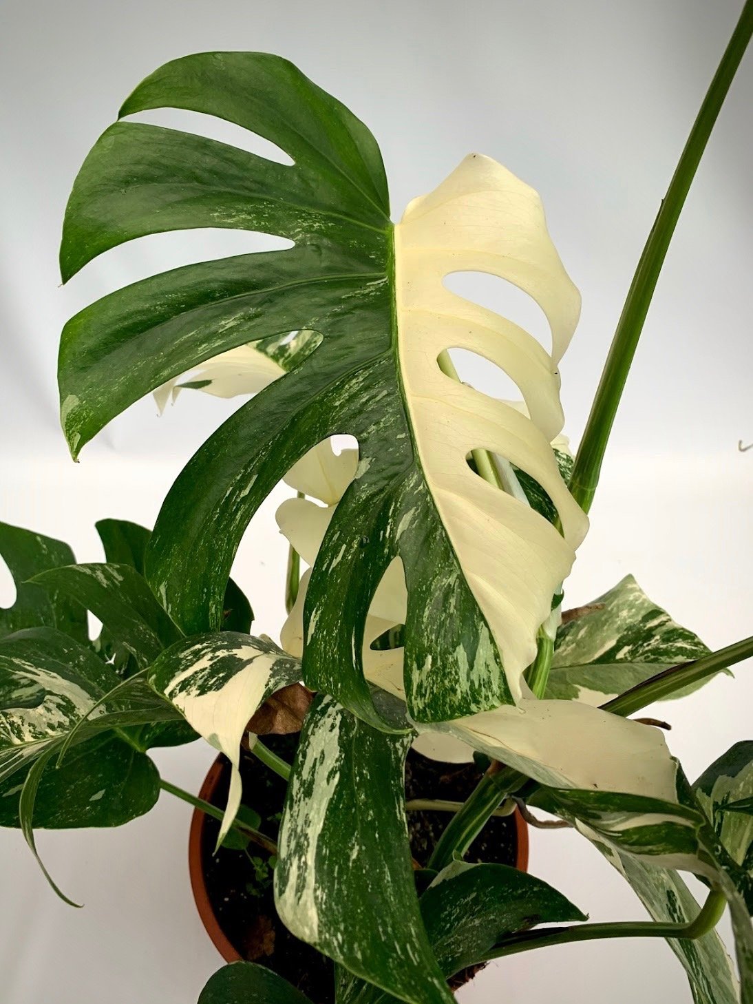 Monstera deliciosa Variegata albo (limited selection Half Green, Half White Leaves)