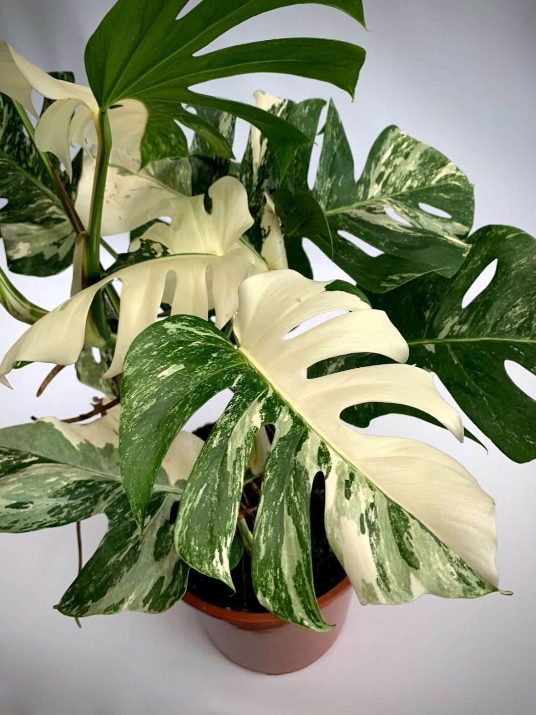Monstera deliciosa Variegata albo (limited selection Half Green, Half White Leaves)