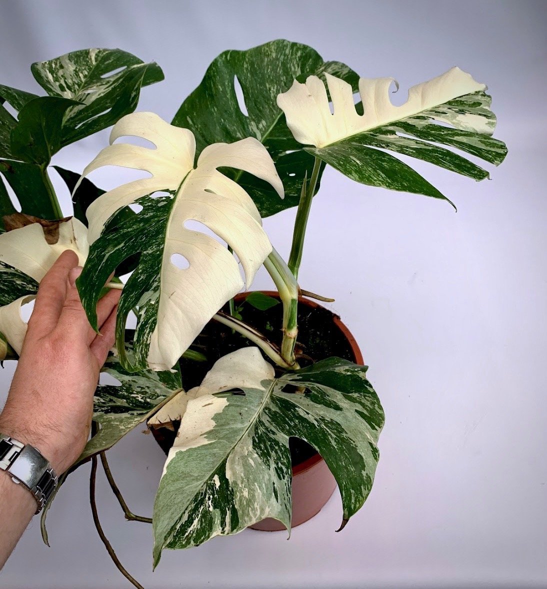 Monstera deliciosa Variegata albo (limited selection Half Green, Half White Leaves)