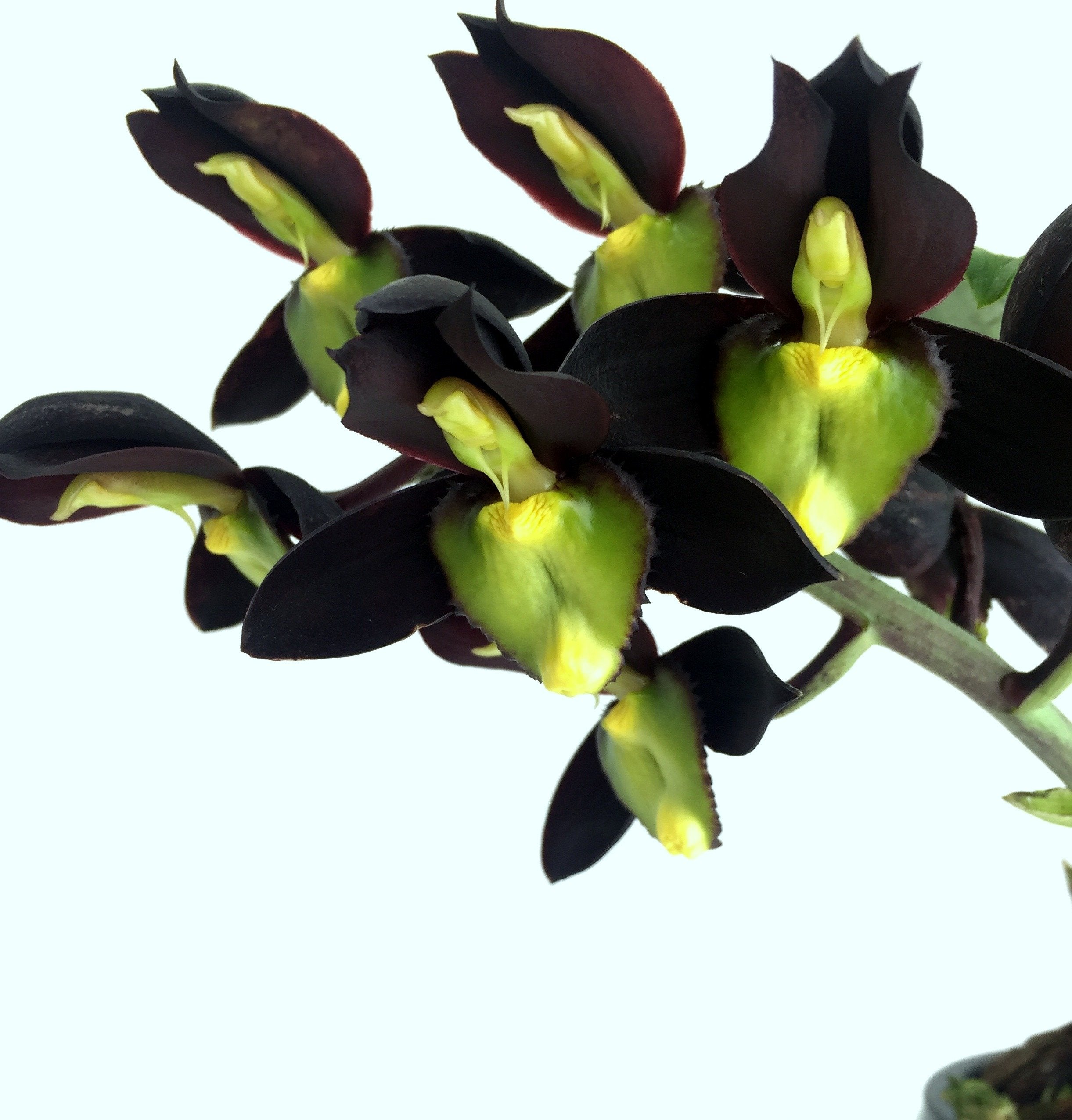 Catasetum tenebrosum