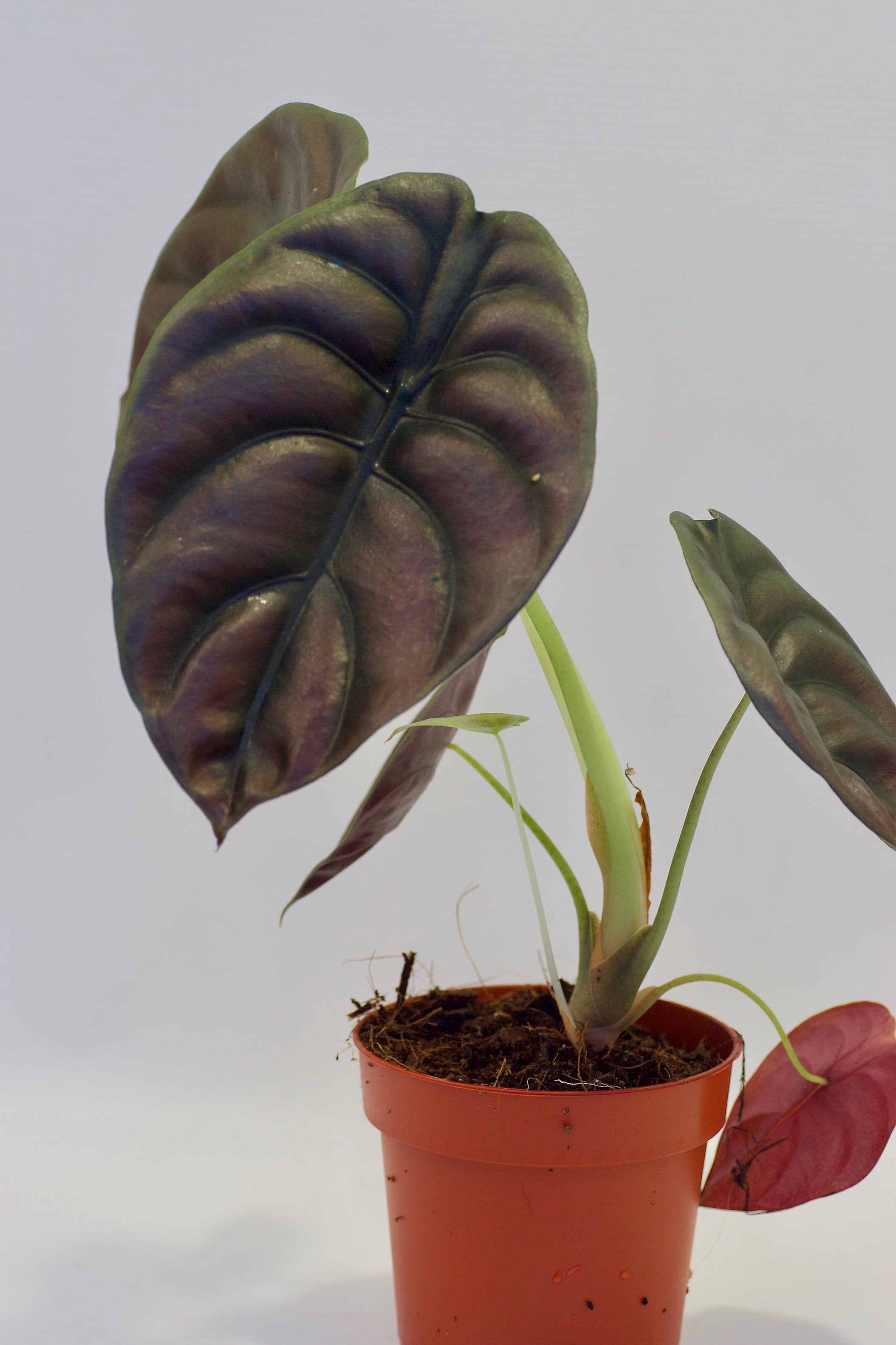 Alocasia cuprea "Red Dragon" (1-3 leaves) Baby plant