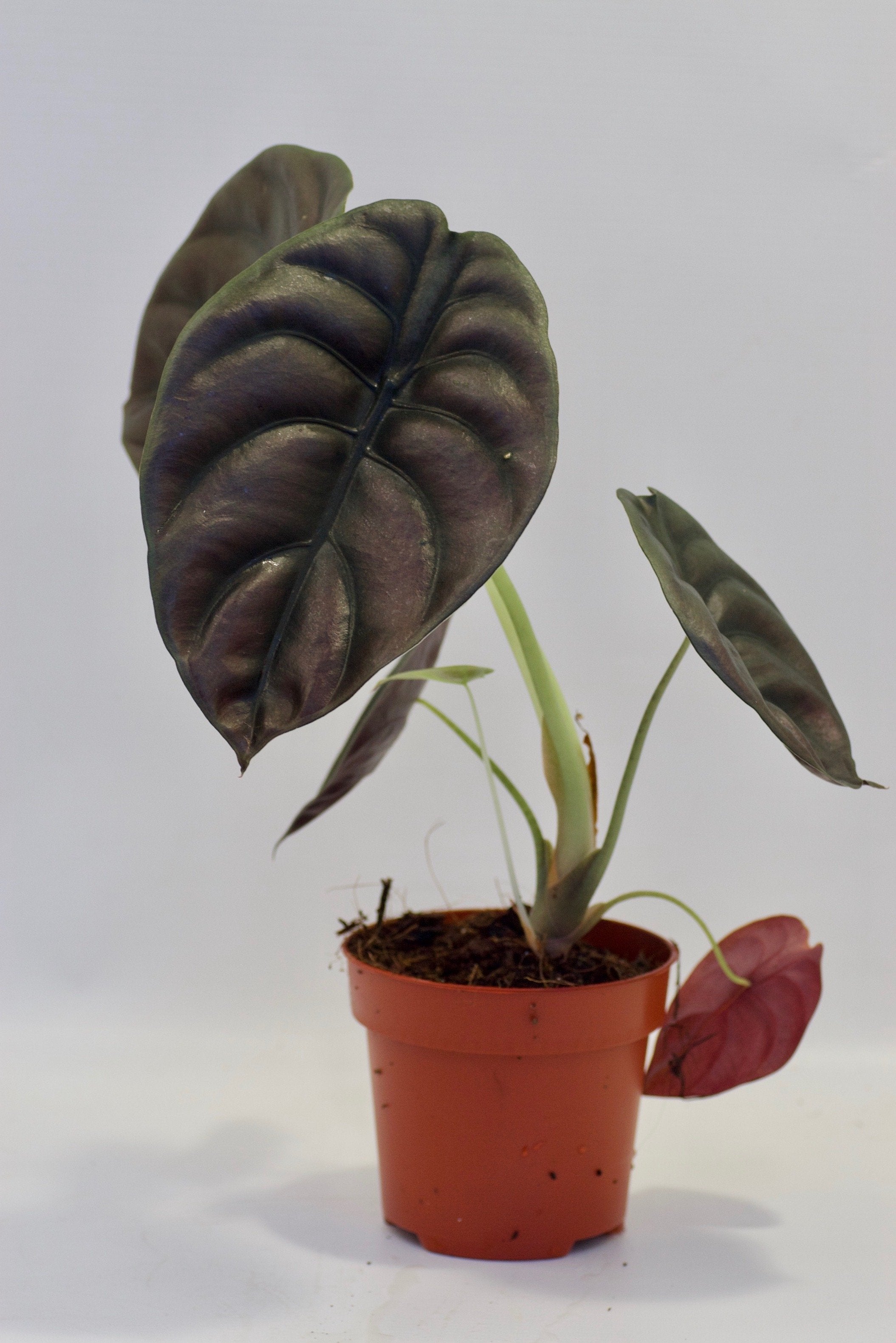 Alocasia cuprea "Red Dragon" (1-3 leaves) Baby plant