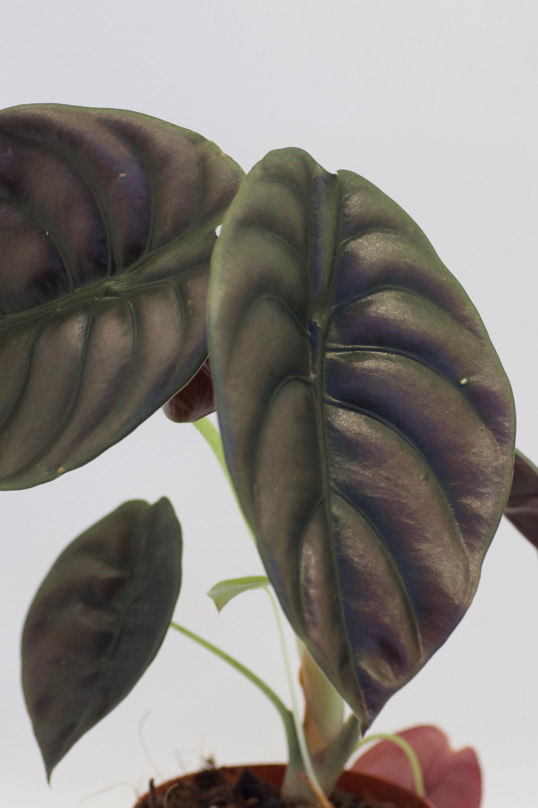 Alocasia cuprea "Red Dragon" (1-3 leaves) Baby plant