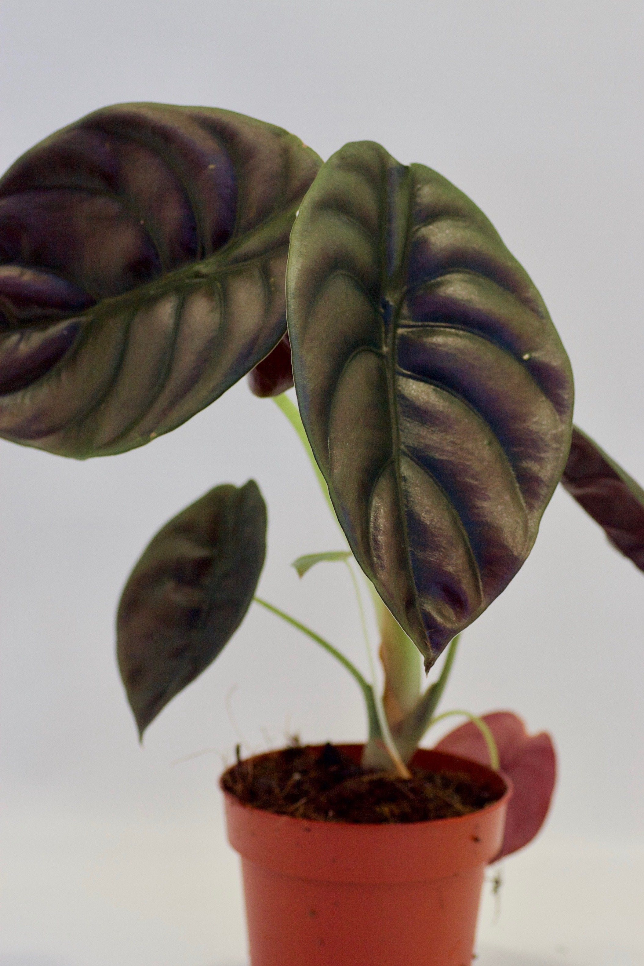 Alocasia cuprea "Red Dragon" (1-3 leaves) Baby plant