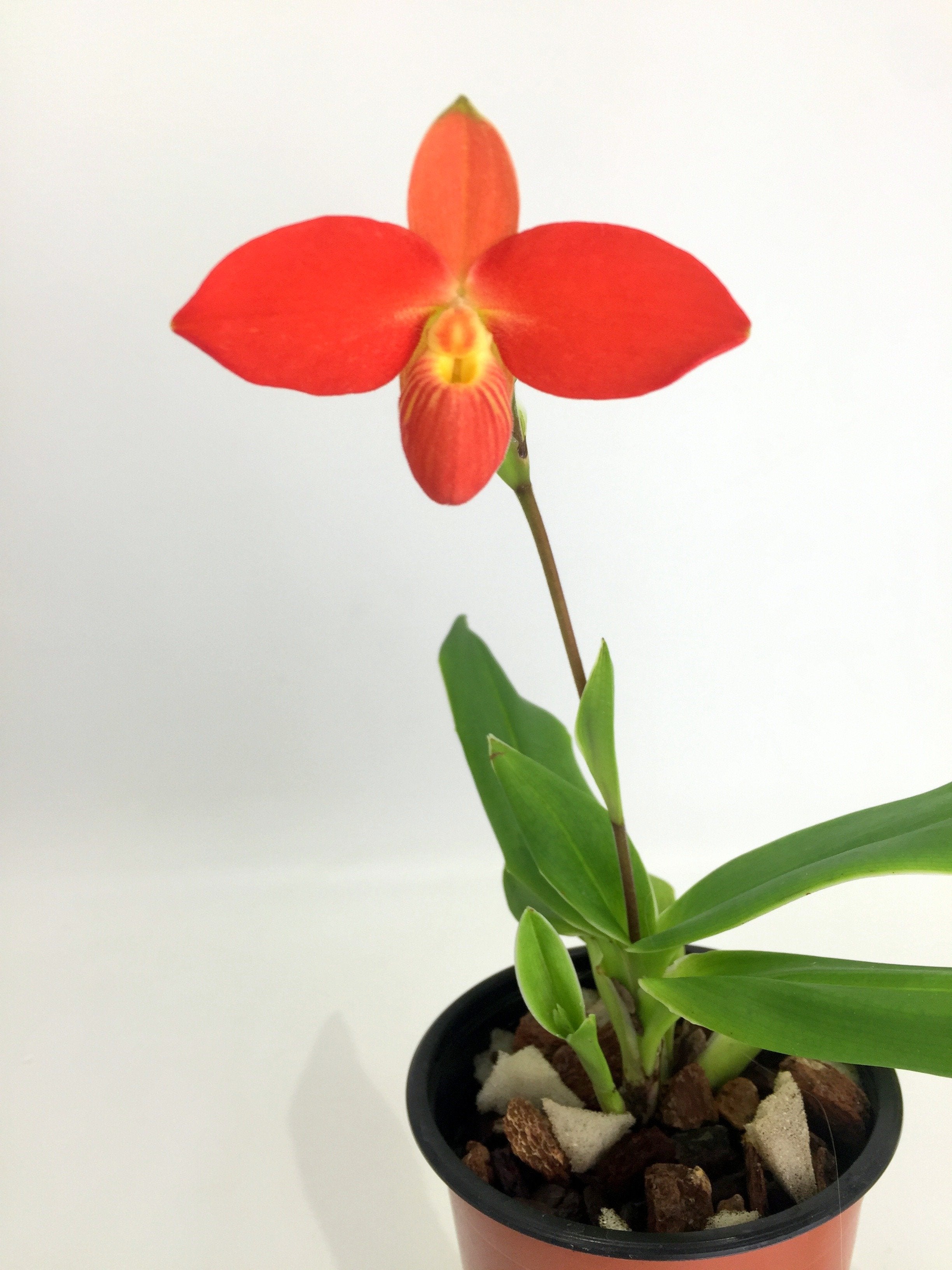 Phragmipedium besseae ''Special Compact type From Peru'' Small Plant