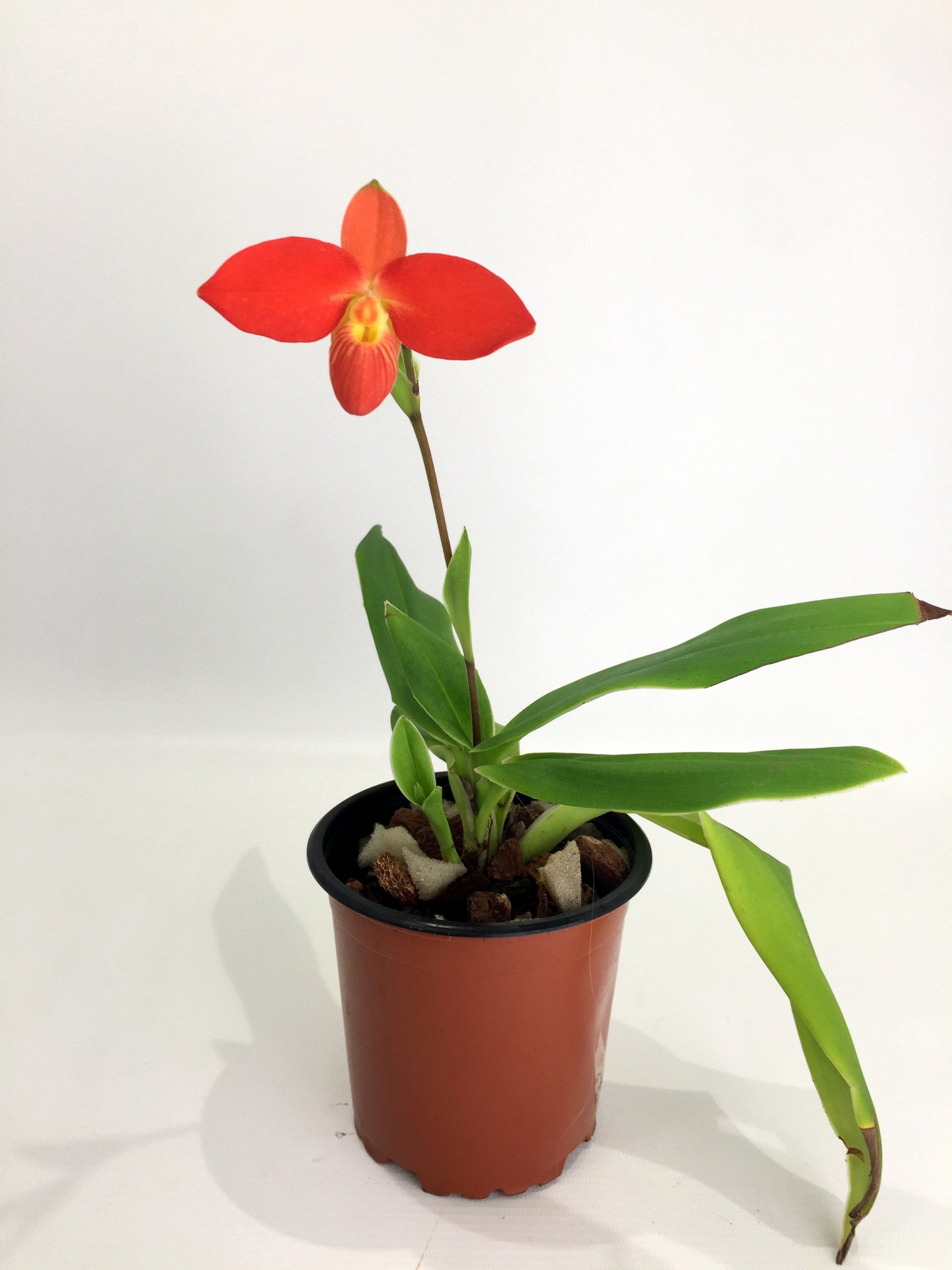 Phragmipedium besseae ''Special Compact type From Peru''