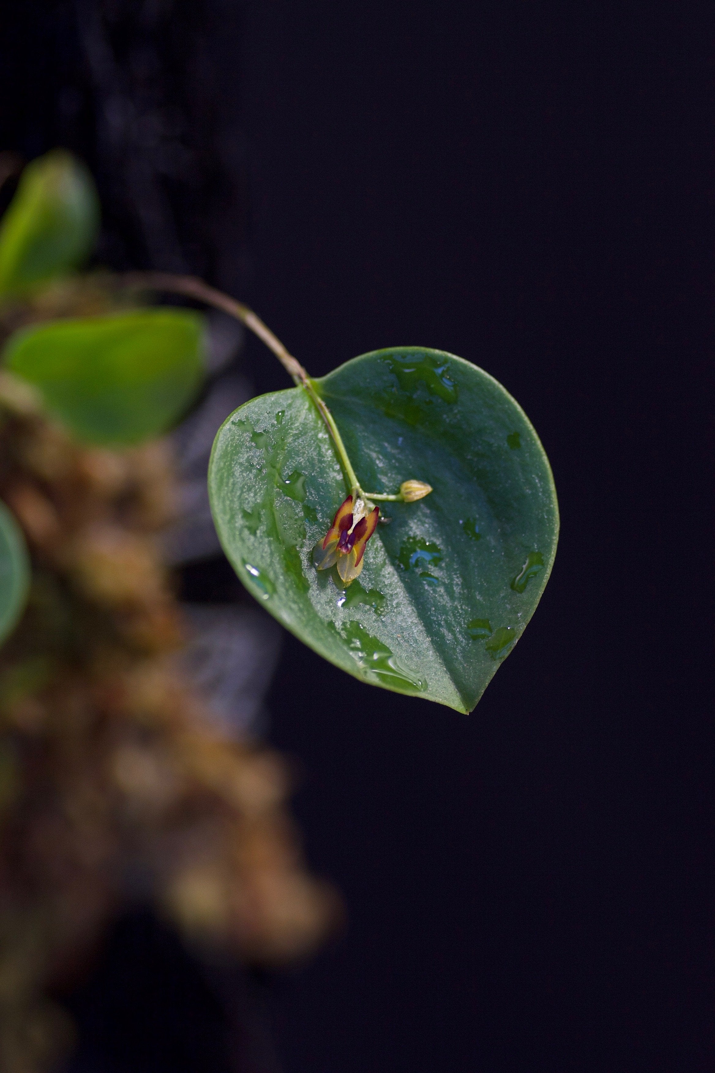 Lepanthes larvina