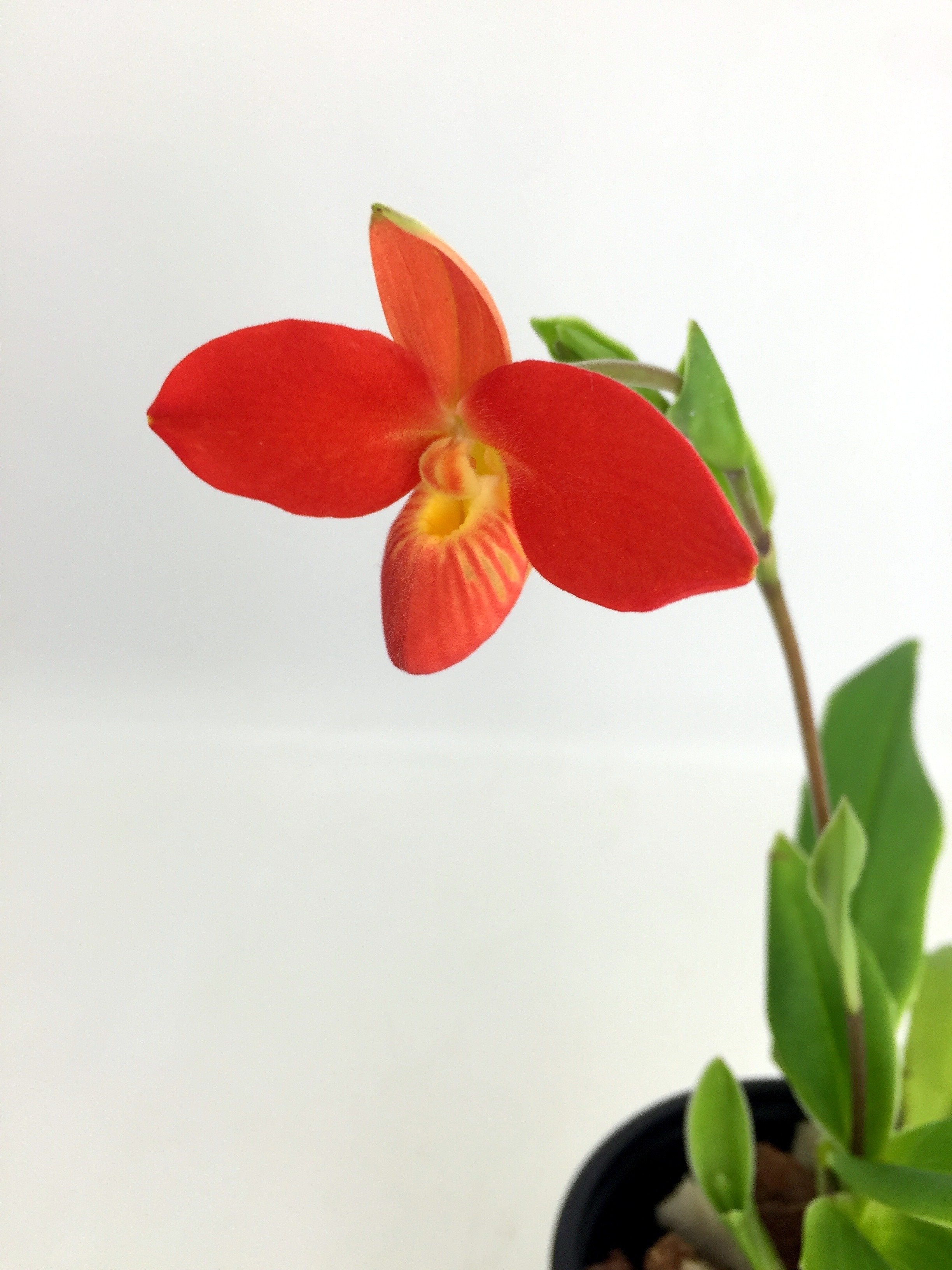 Phragmipedium besseae ''Special Compact type From Peru''