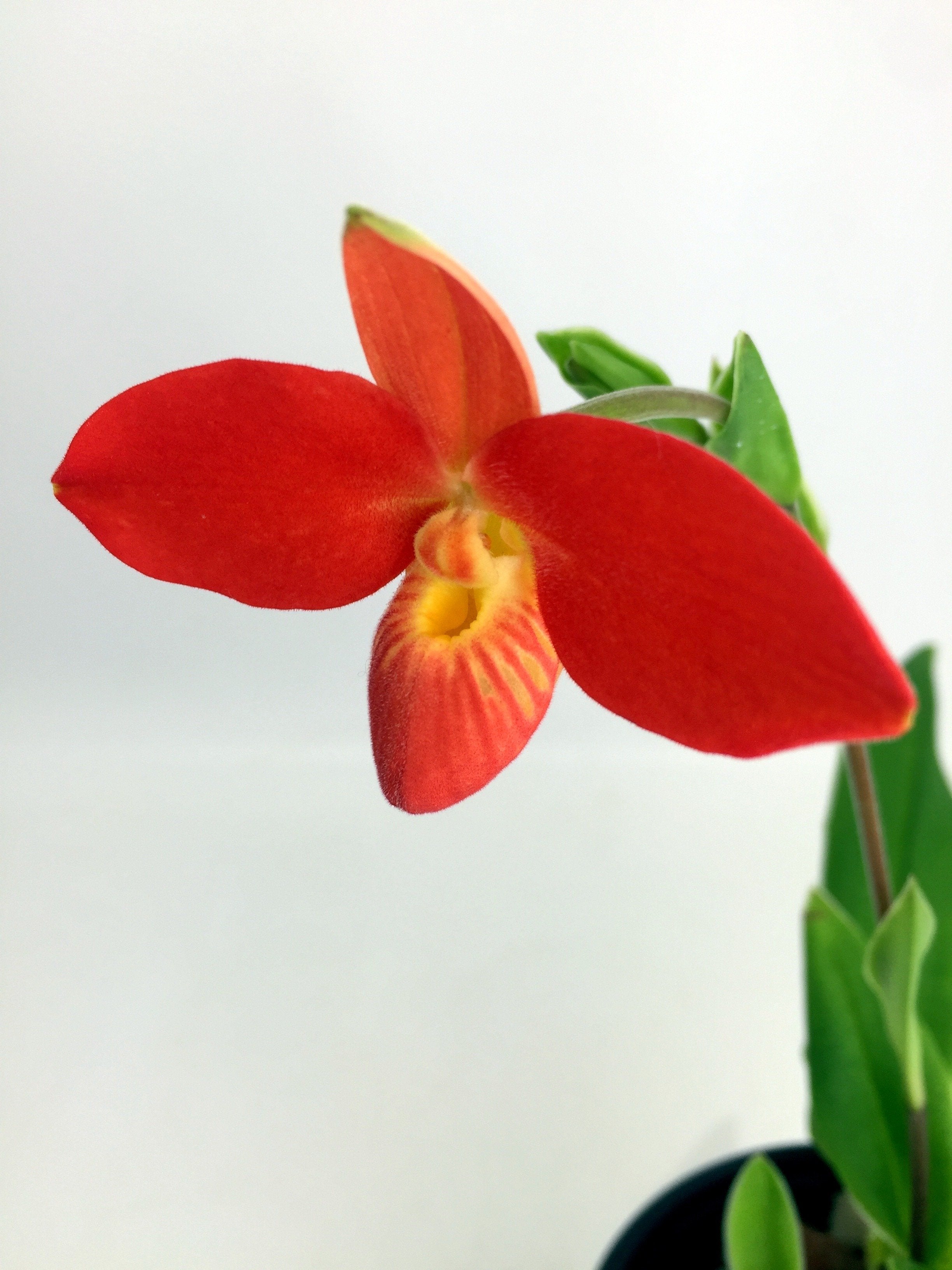 Phragmipedium besseae ''Special Compact type From Peru'' Small Plant