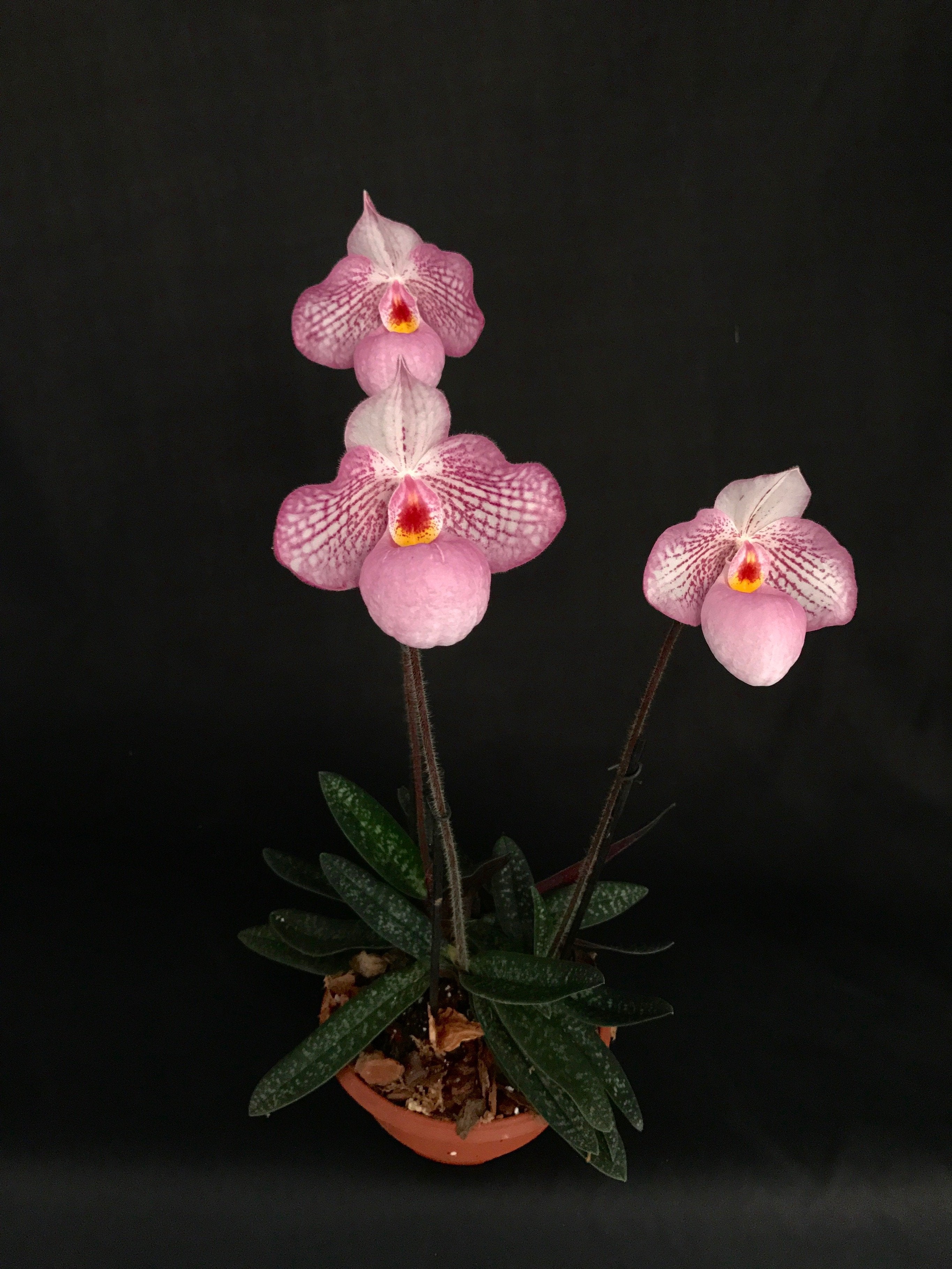 Paphiopedilum Zauberlaterne Rosa (P.Delenatii Vinicolor x Micranthum)