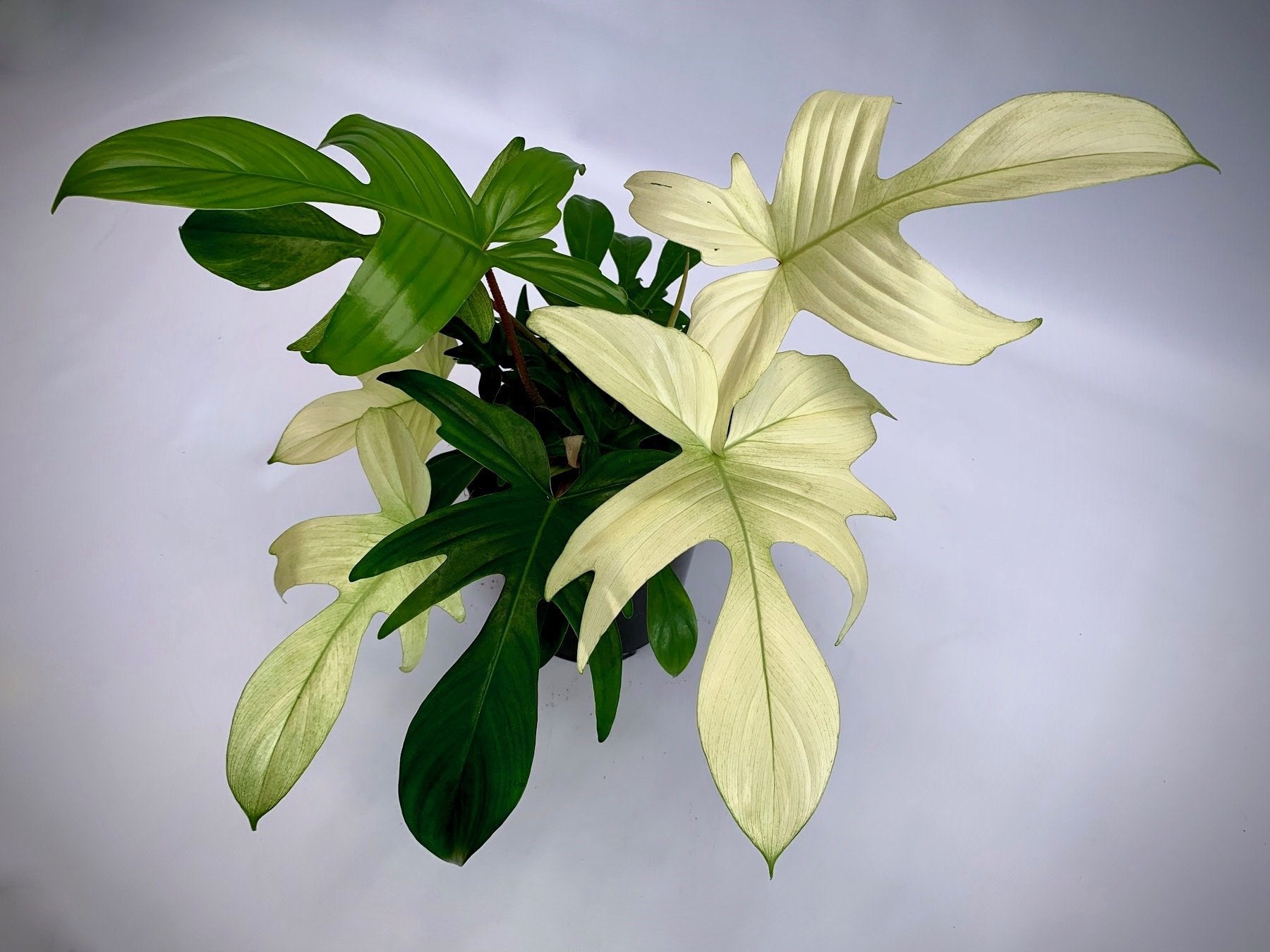Philodendron "Florida Ghost" (Very Limited Available)'Small Plant'