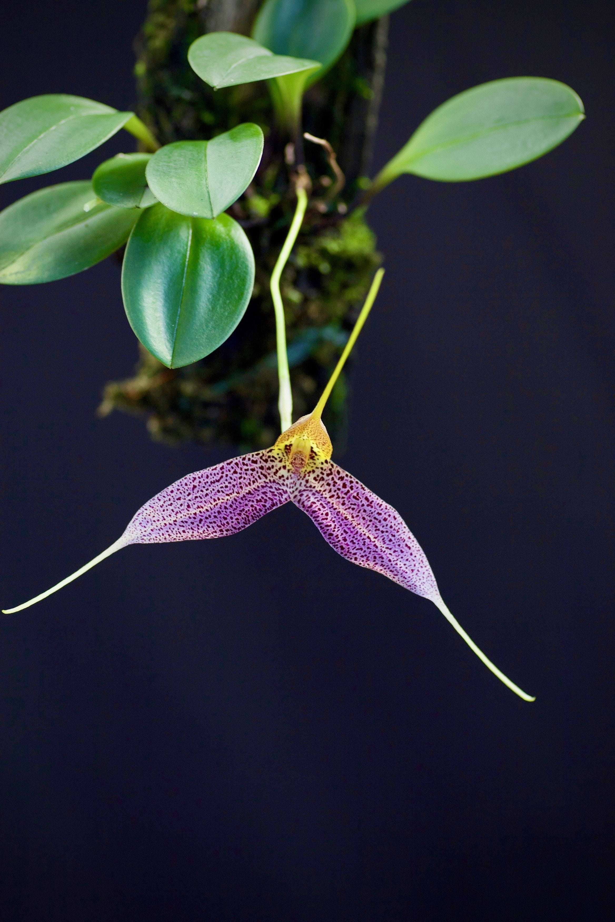 Masdevallia decumana