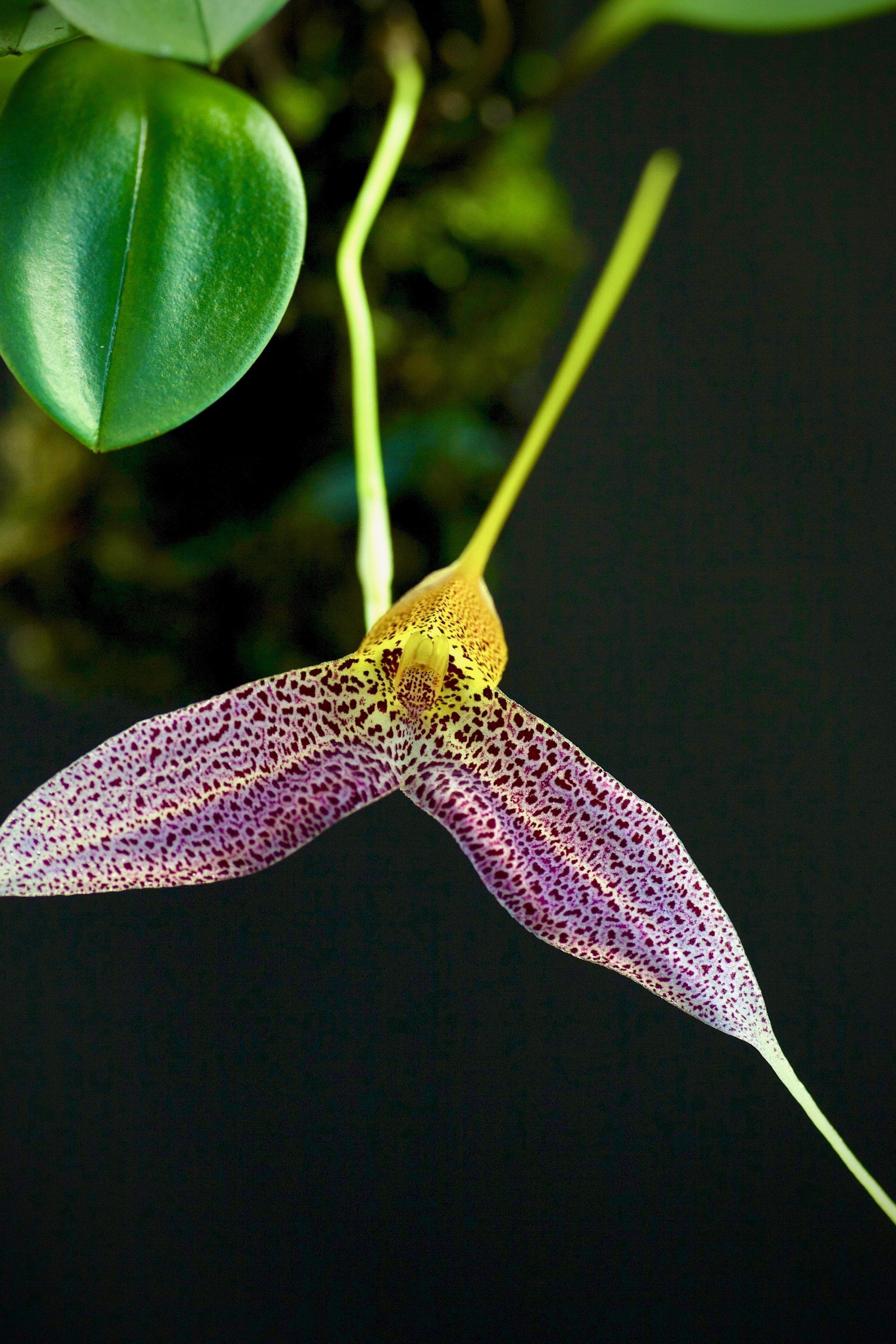 Masdevallia decumana