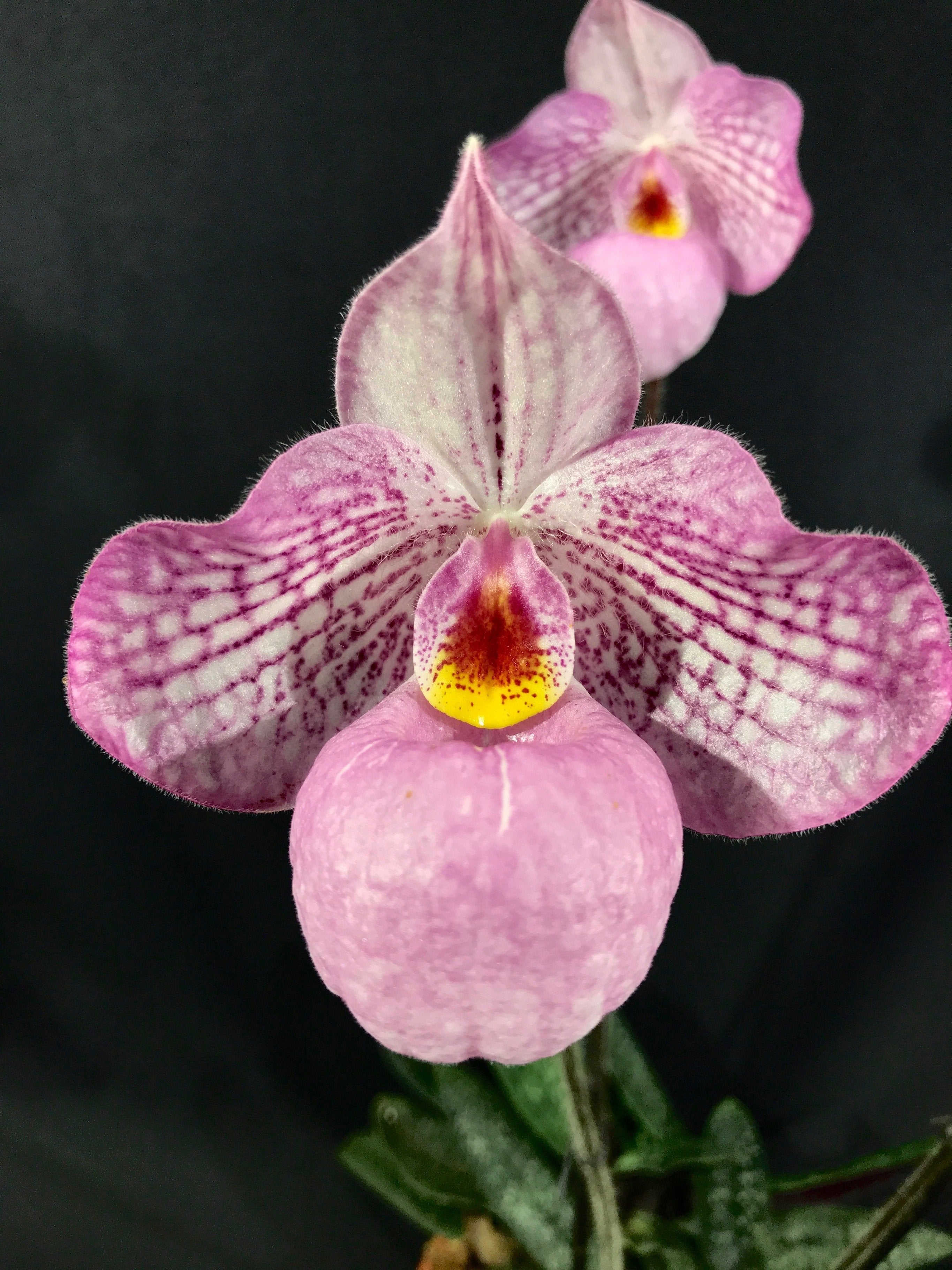 Paphiopedilum Zauberlaterne Rosa (P.Delenatii Vinicolor x Micranthum)