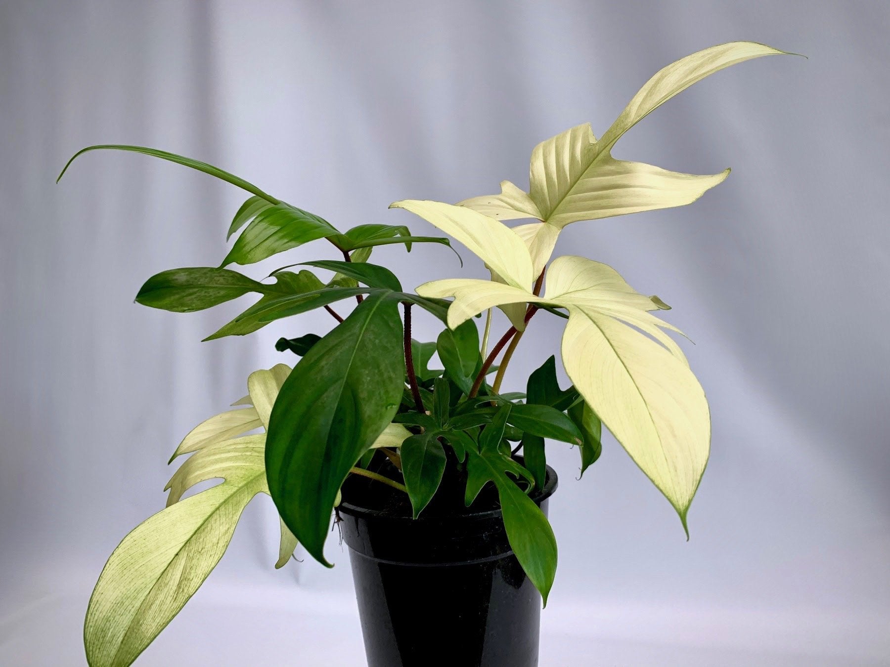 Philodendron "Florida Ghost" (Very Limited Available) 'Small Plant'