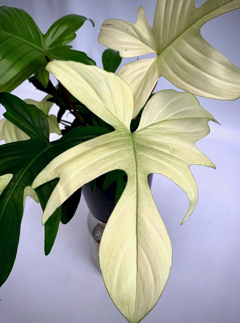 florida ghost philodendron Philodendron "Florida Ghost" (Very Limited Available) 'Small Plant'