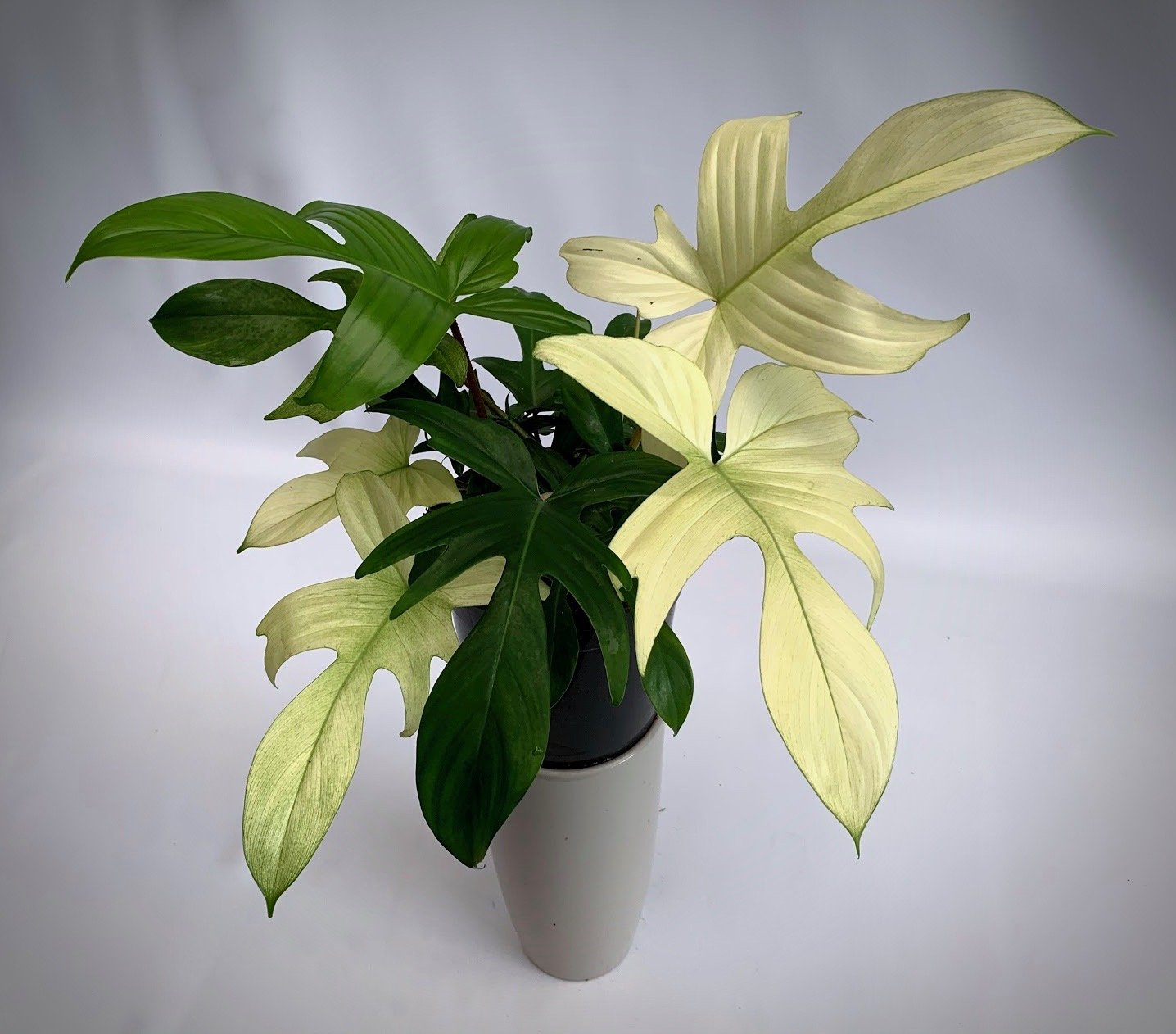 Philodendron "Florida Ghost" (Very Limited Available) 'Small Plant'