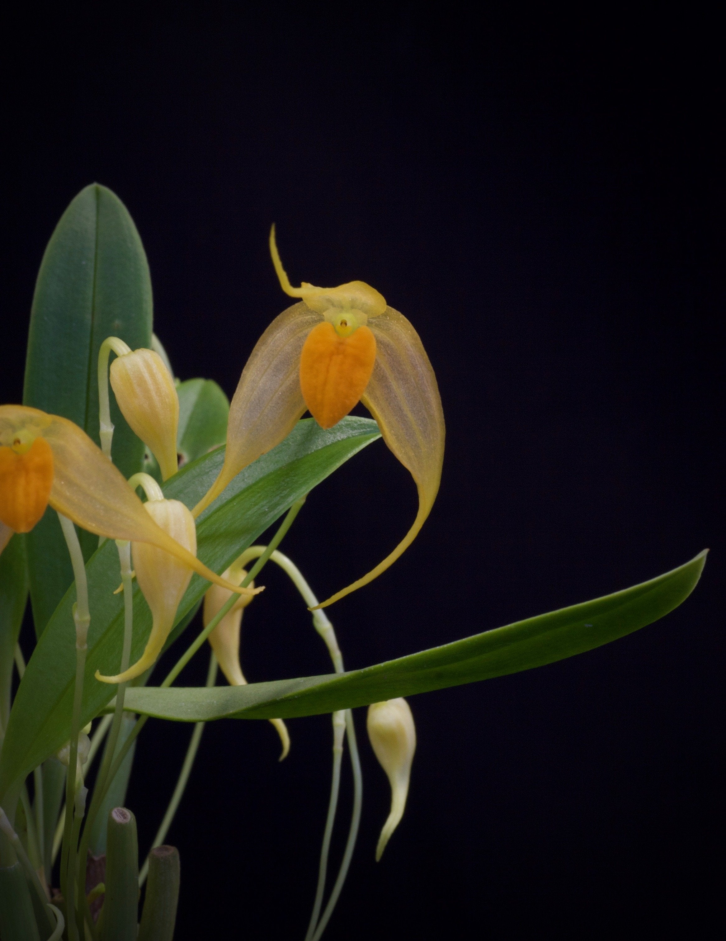 Bulbophyllum ankylochele