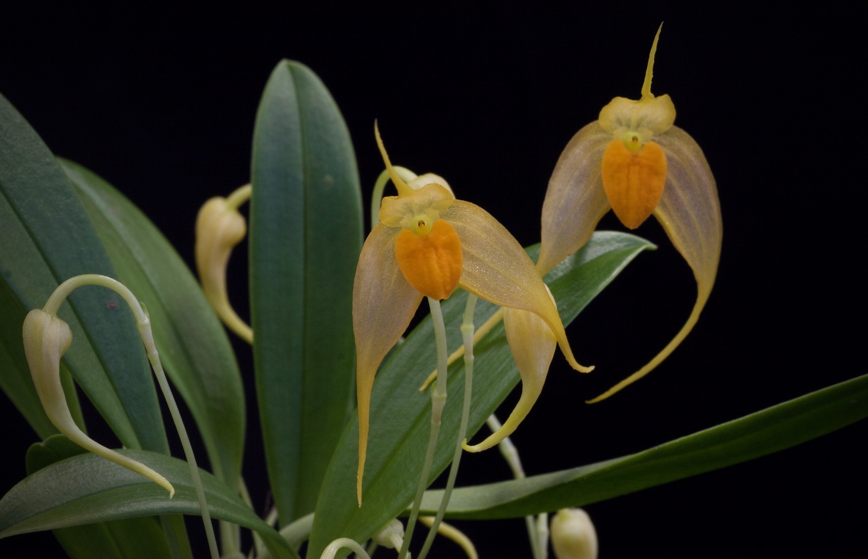 Bulbophyllum ankylochele