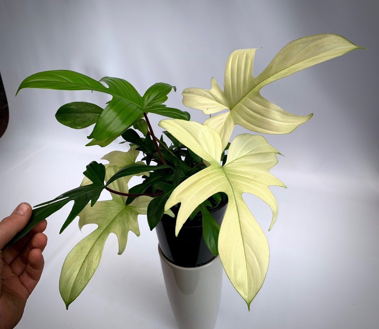 Philodendron "Florida Ghost" (Very Limited Available) 'Small Plant'