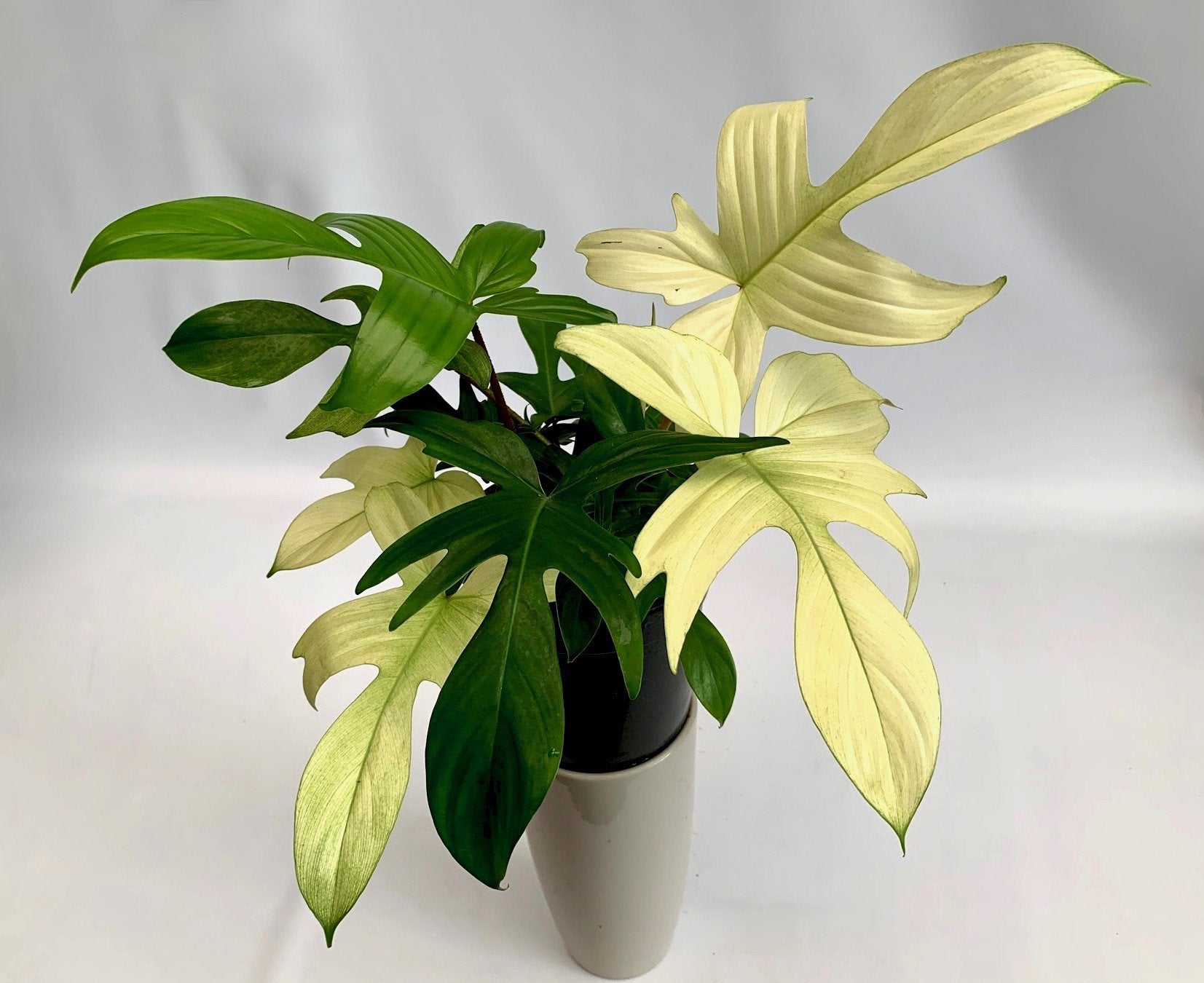 Philodendron "Florida Ghost" (Very Limited Available) 'Small Plant'