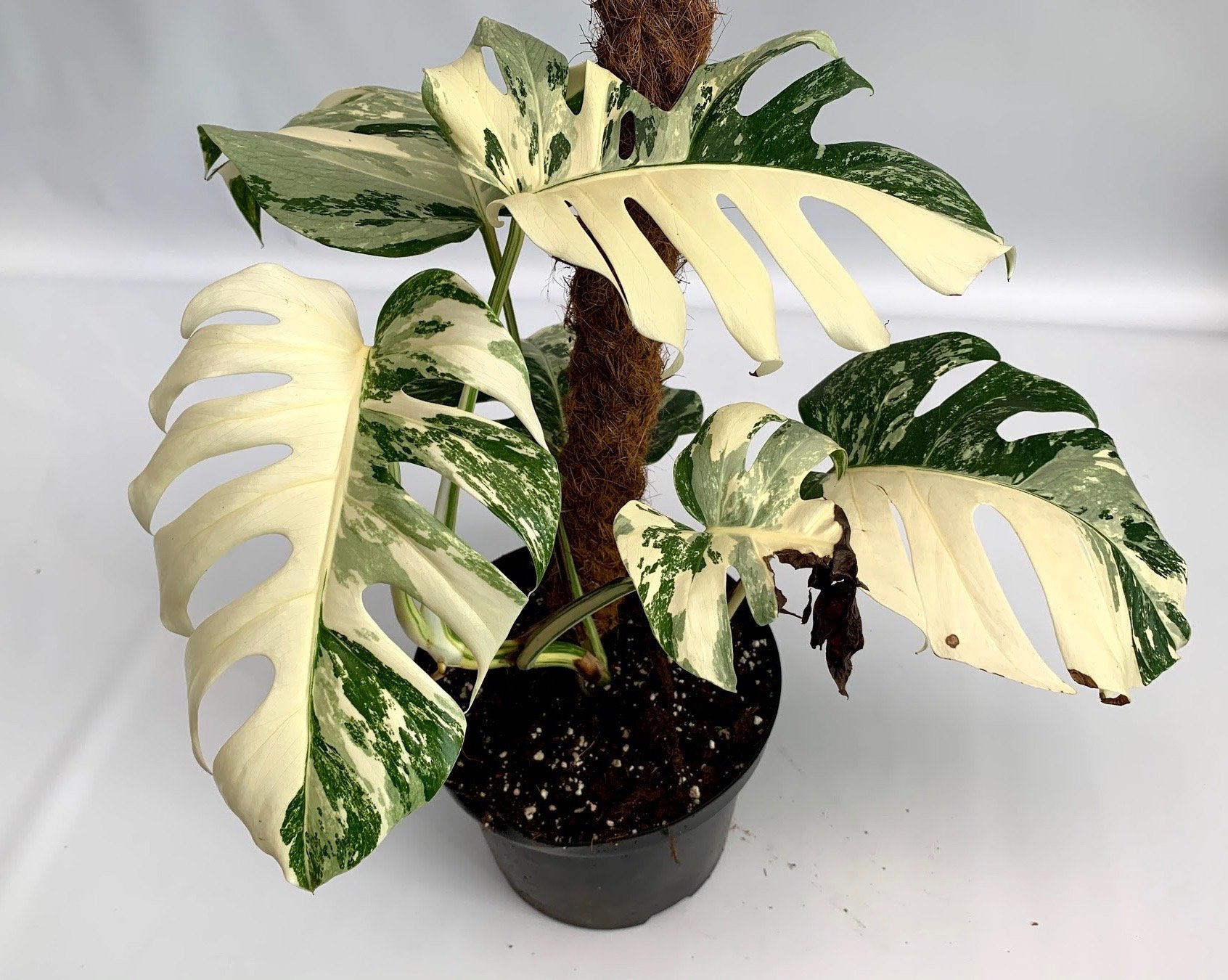 Monstera deliciosa Variegata albo (special really white edition)