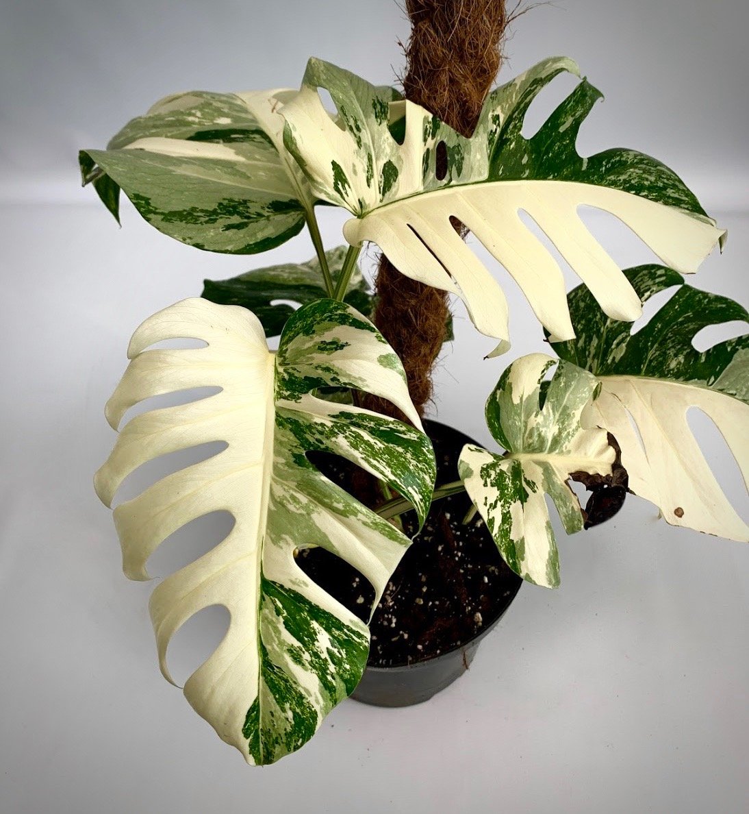 philodendron monstera deliciosa variegata Monstera deliciosa Variegata albo (special really white edition)
