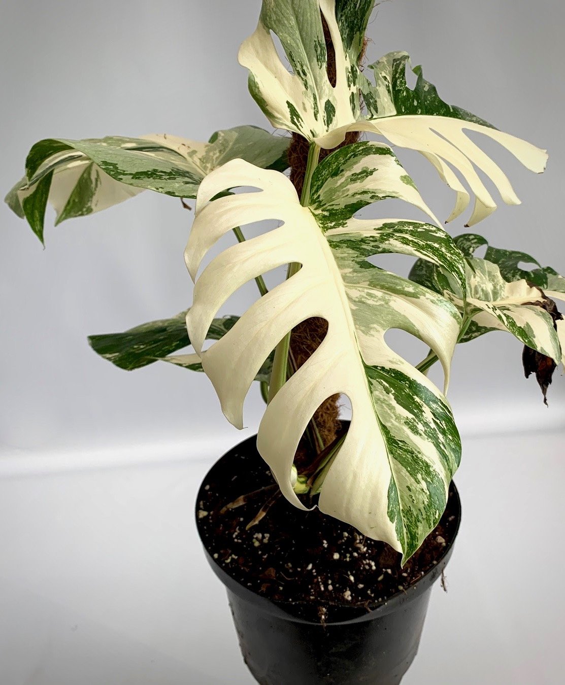Monstera deliciosa Variegata albo (special really white edition)