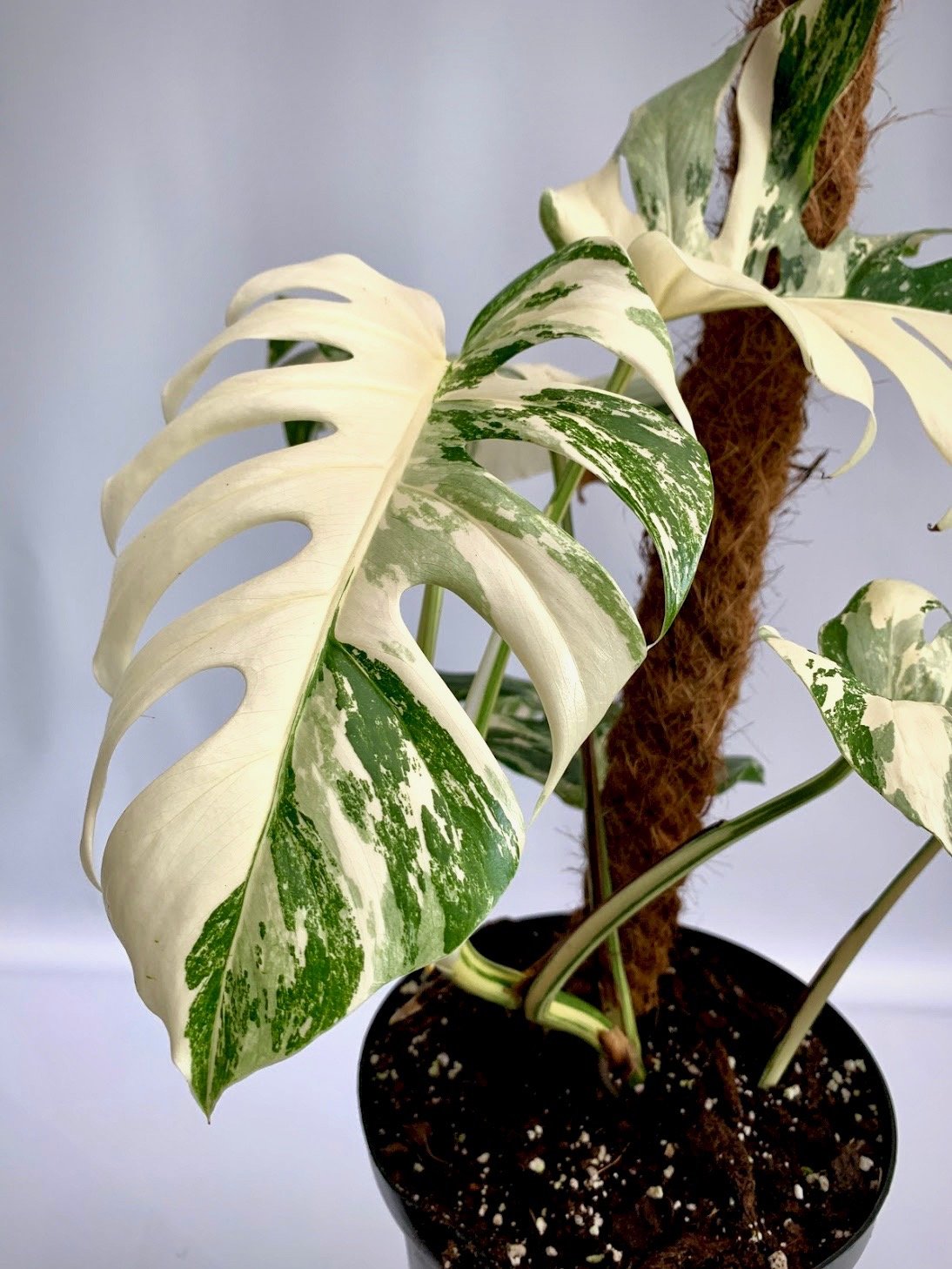 Monstera deliciosa Variegata albo (special really white edition)