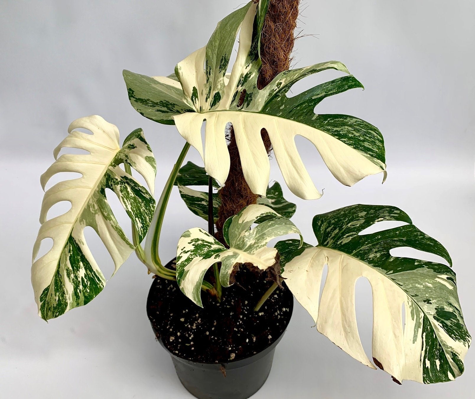 Monstera deliciosa Variegata albo (special really white edition)
