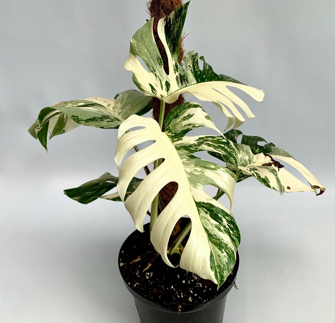 Monstera deliciosa Variegata albo (special really white edition)