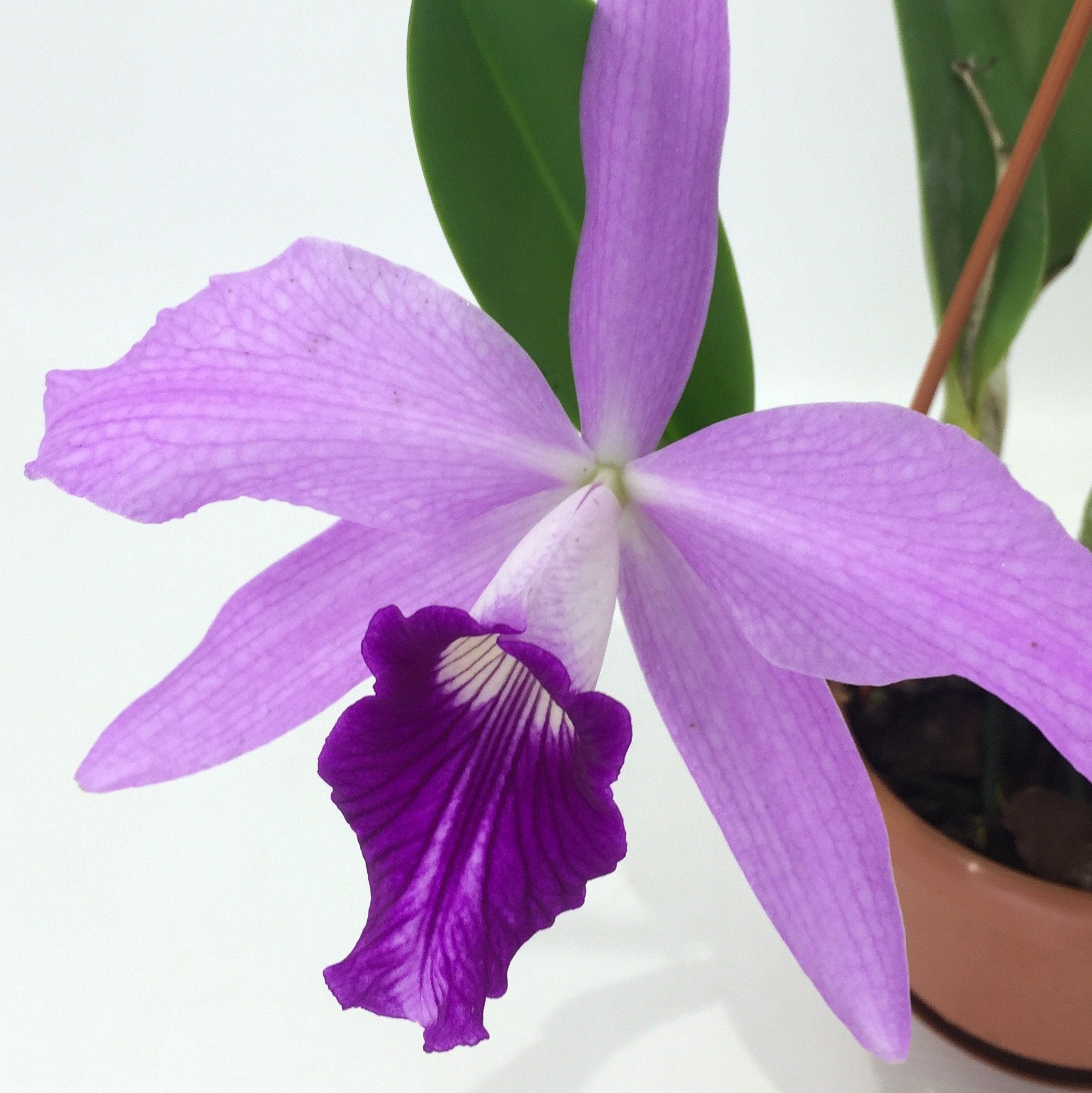 Laelia purpurata x L. sincorana