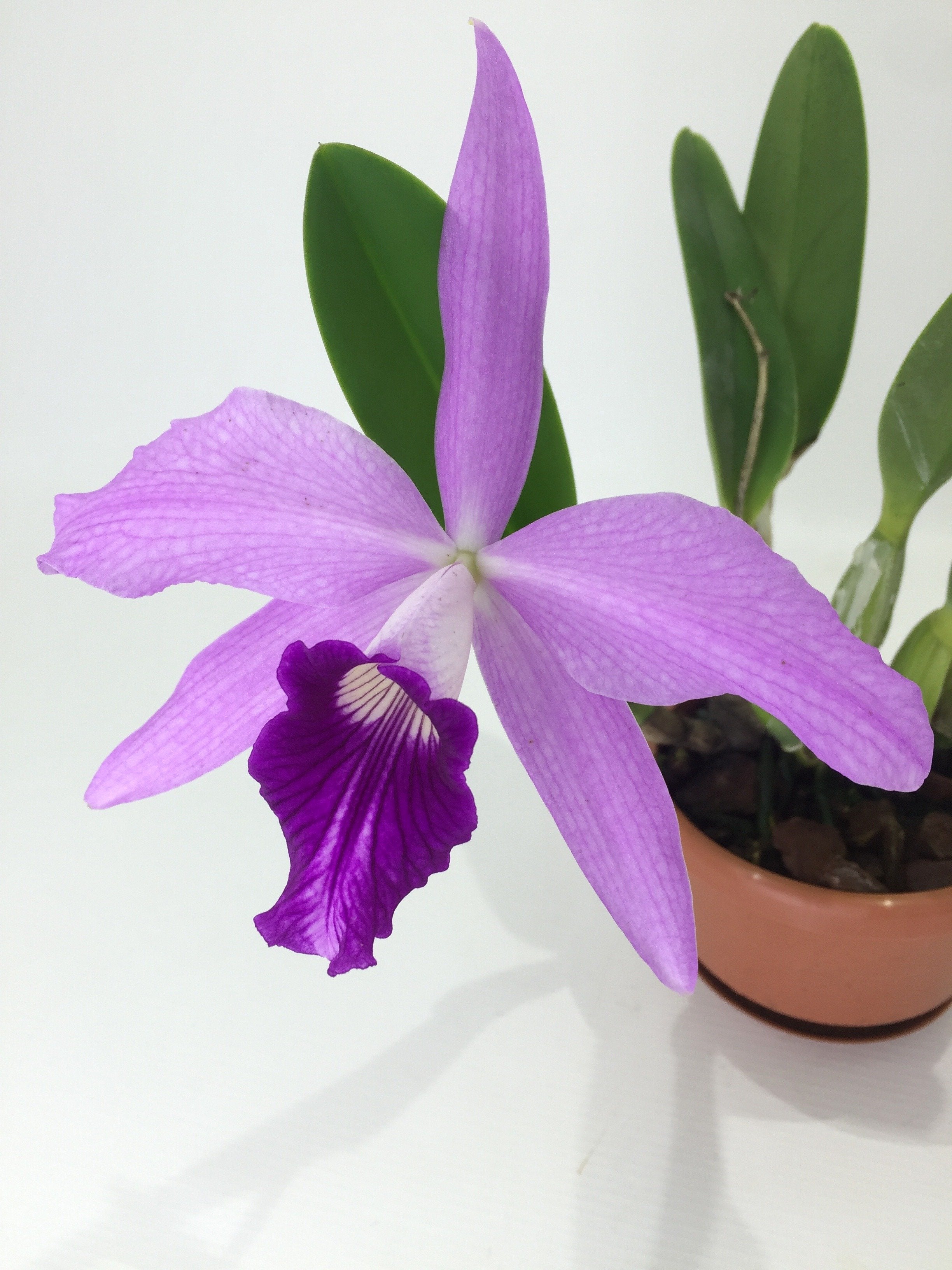 Laelia purpurata x L. sincorana