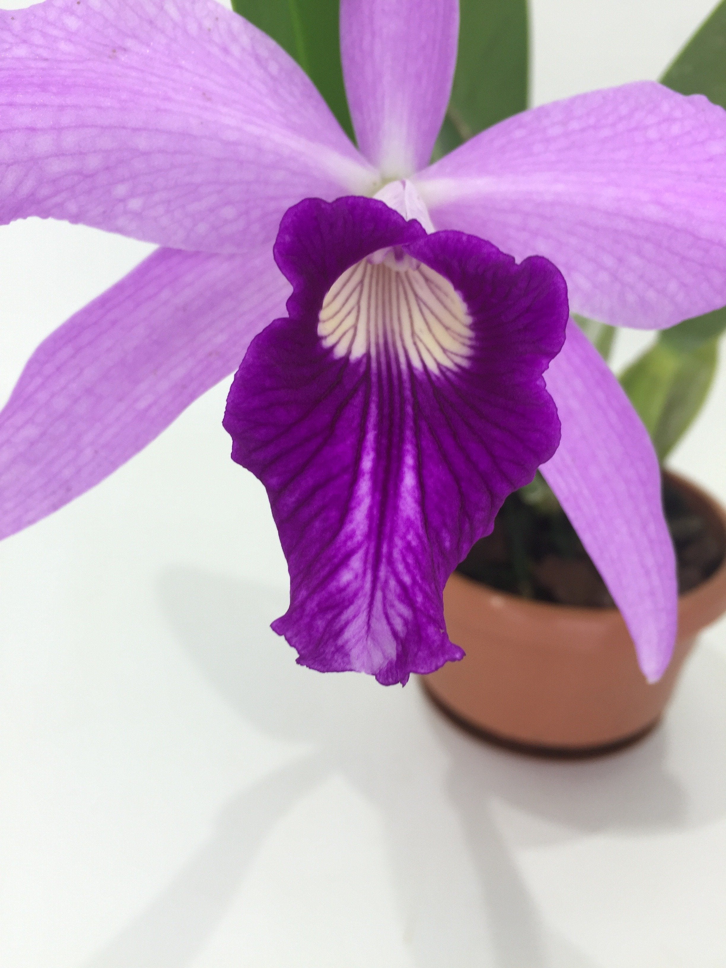 Laelia purpurata x L. sincorana