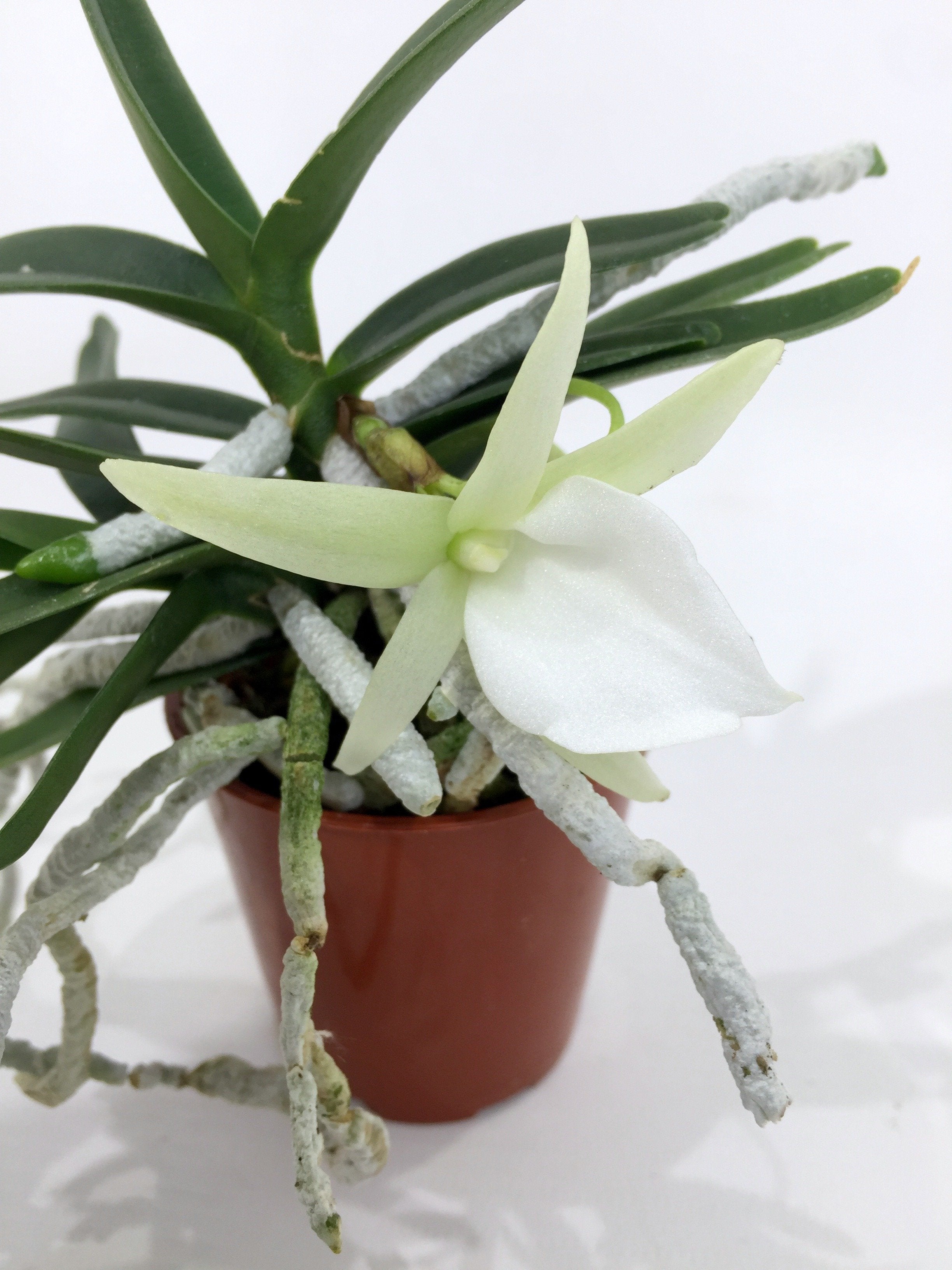 Angraecum didieri "Groß"