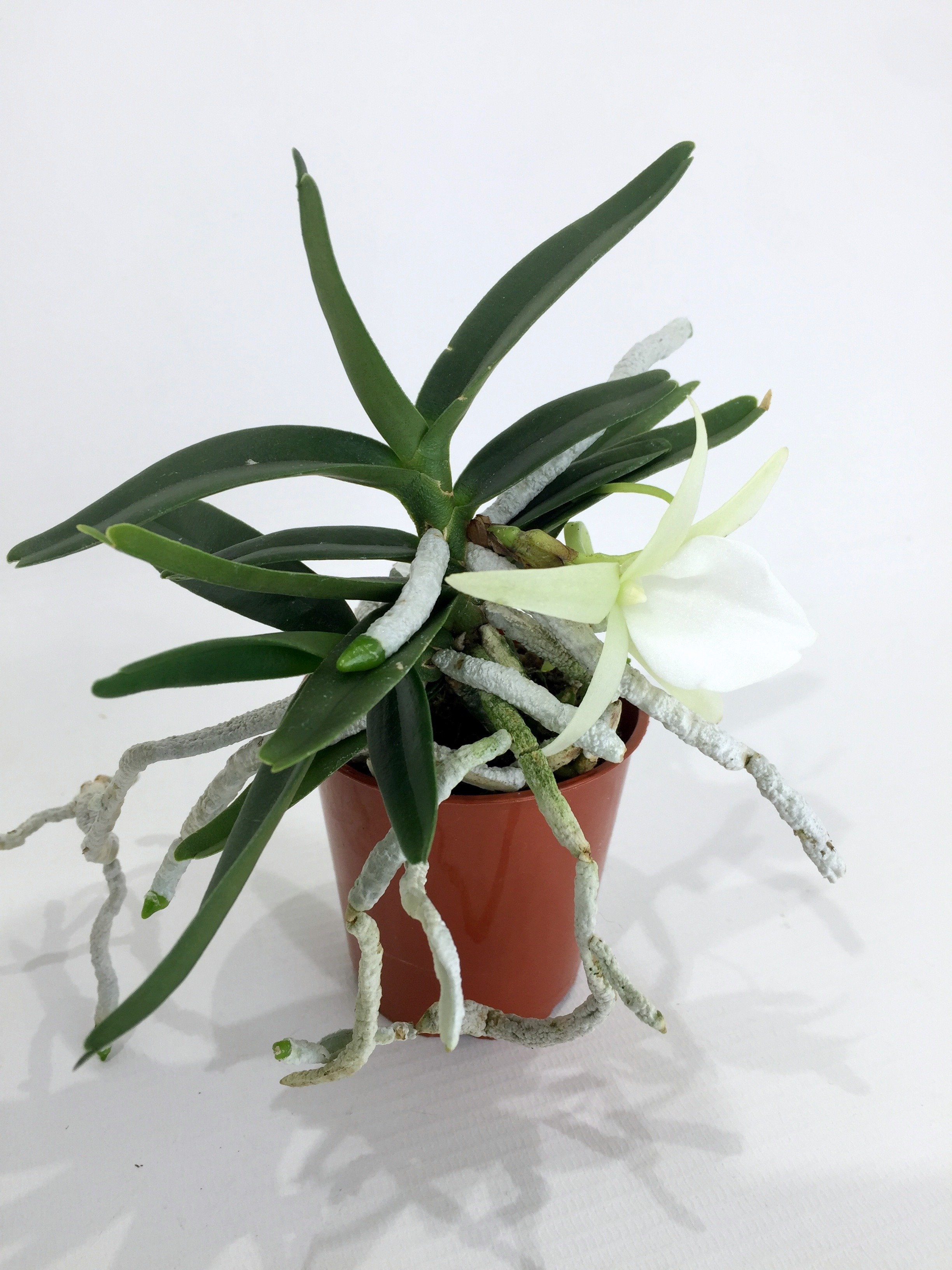 Angraecum didieri