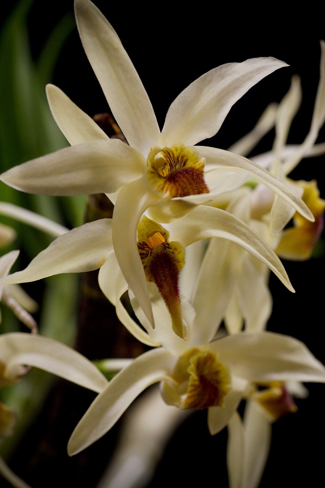 Dendrobium heterocarpum