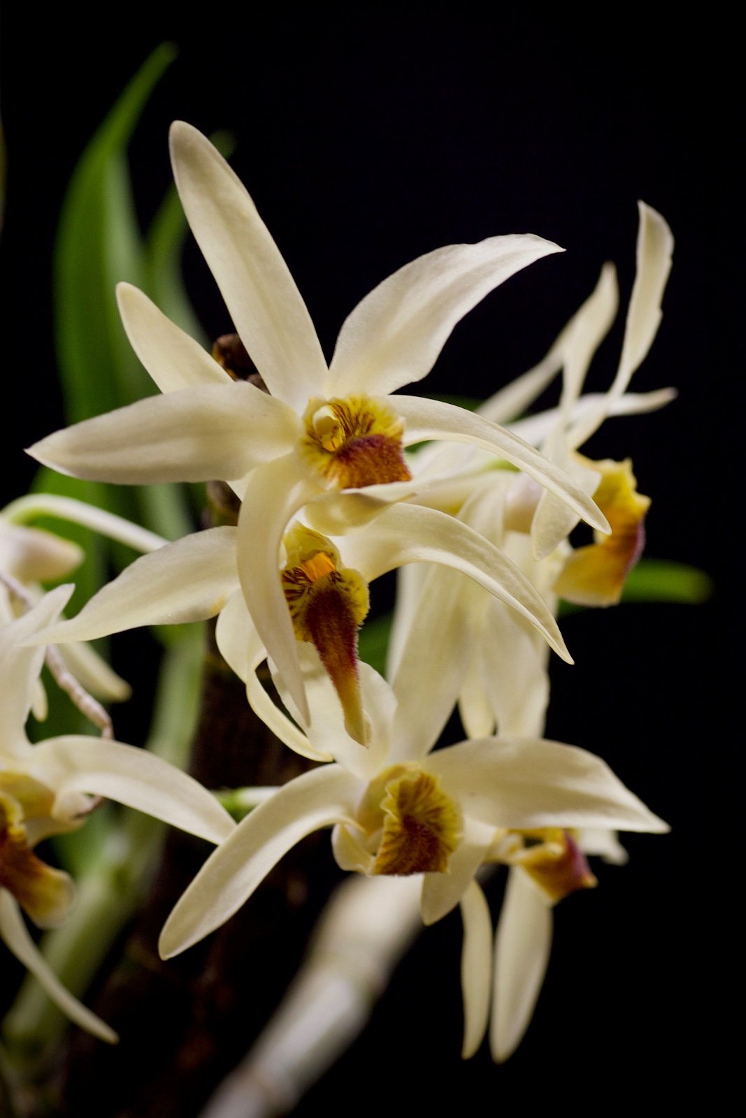 Dendrobium heterocarpum