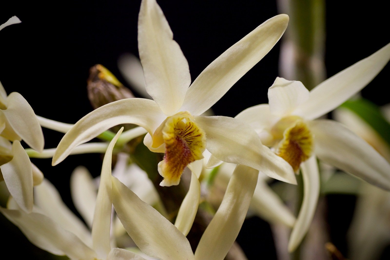 Dendrobium heterocarpum