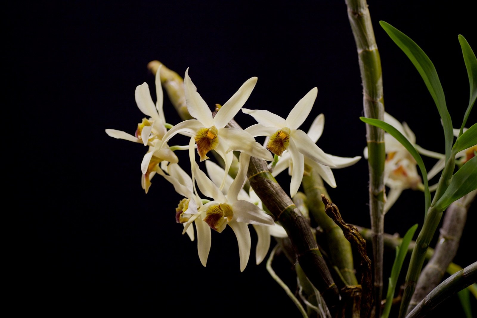 Dendrobium heterocarpum