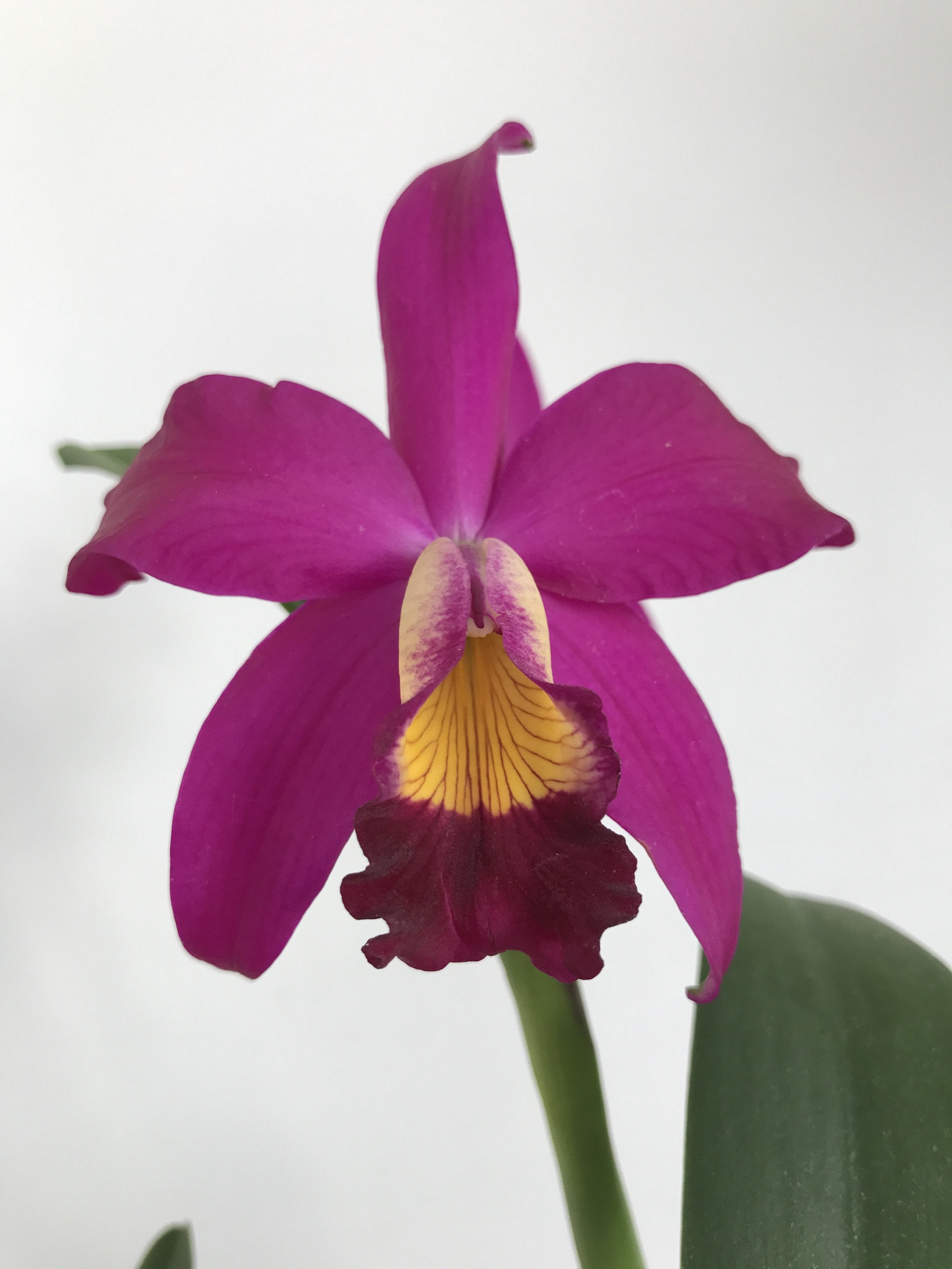 Slc. Hsin Buu Lady "Y.T. Beauty" x L.sincorana