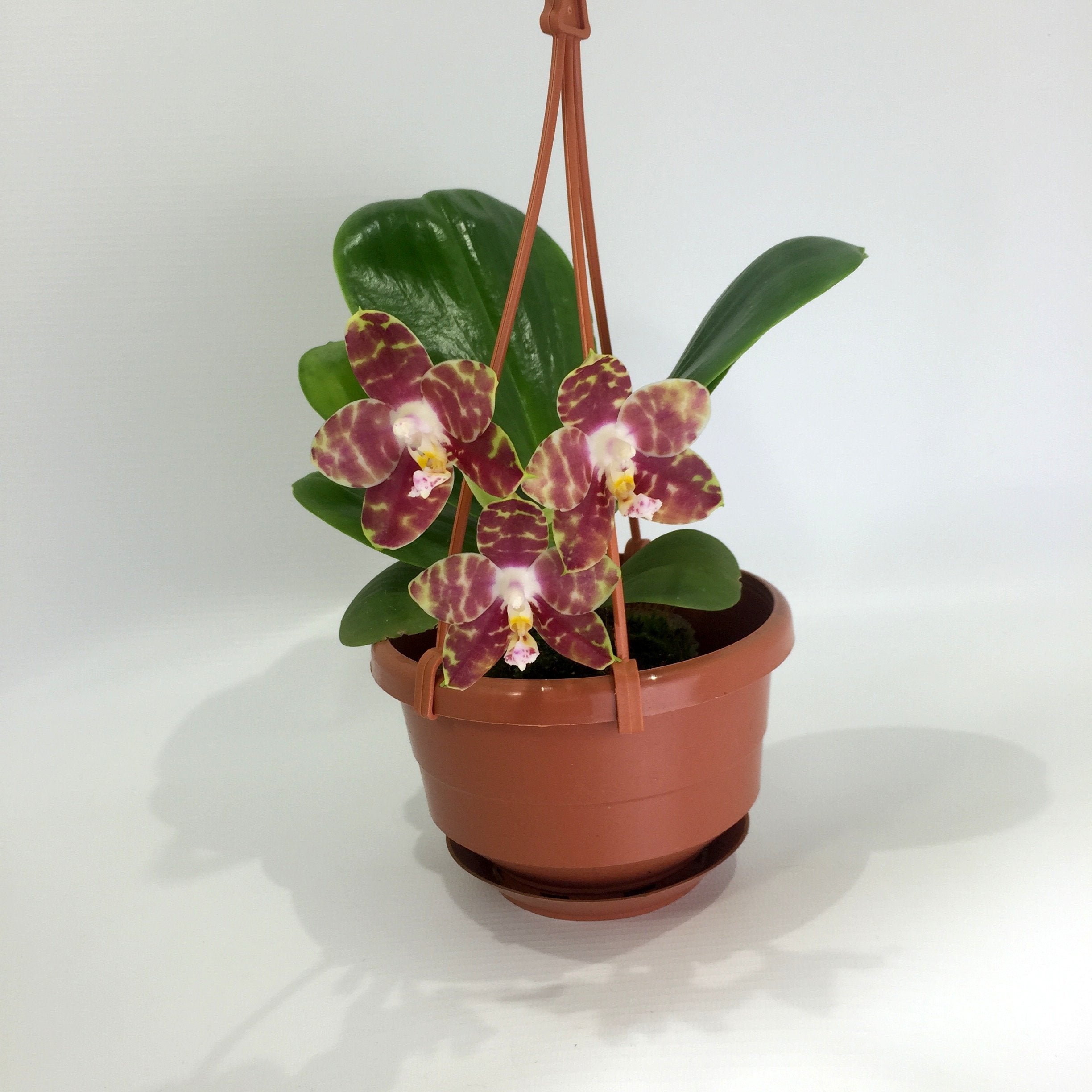 Phalaenopsis Gelbieber x mariae