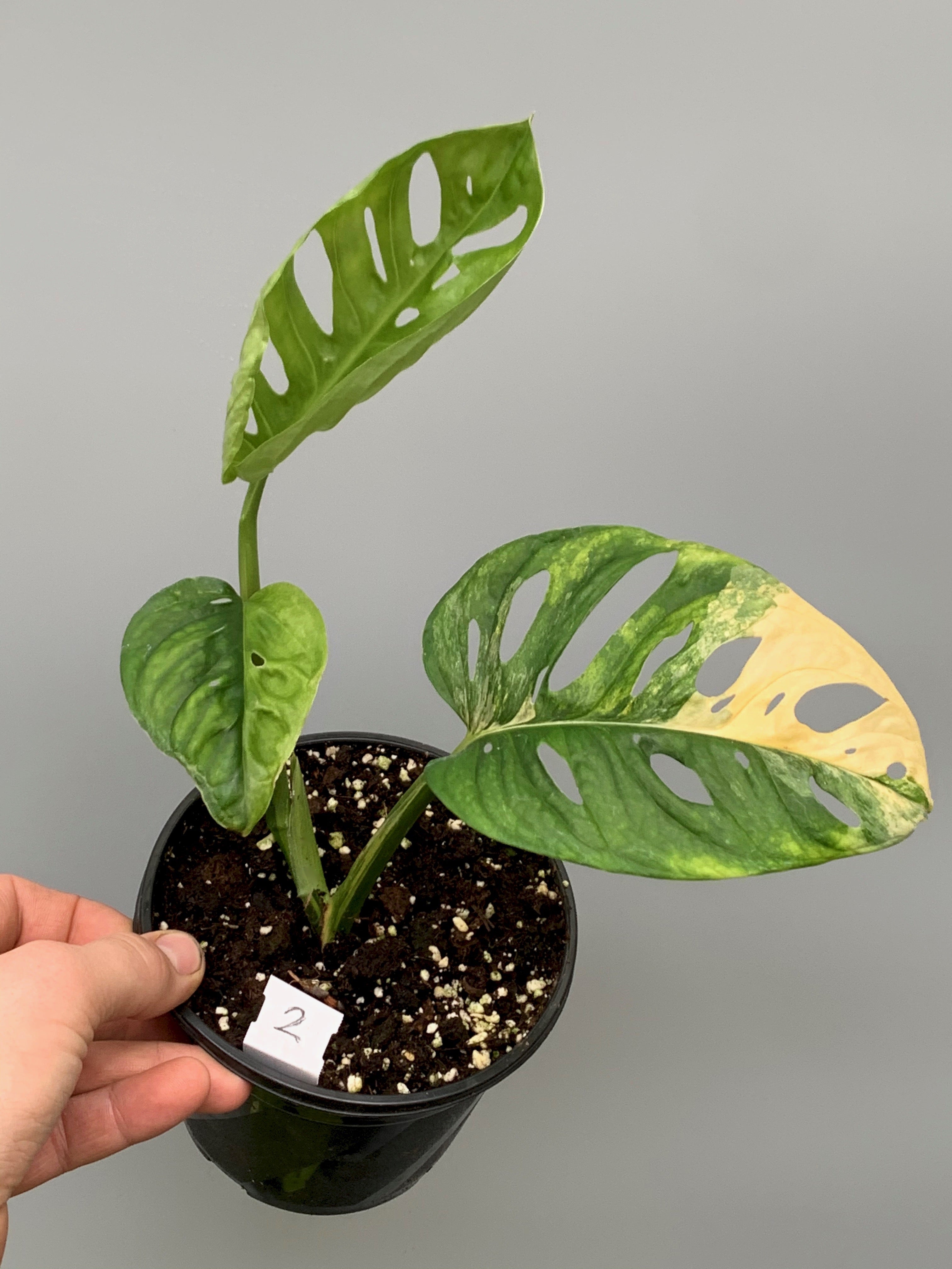 Monstera adansonii variegated aurea nr 2 (Leaf cutting, with roots and 2-3 leaves)