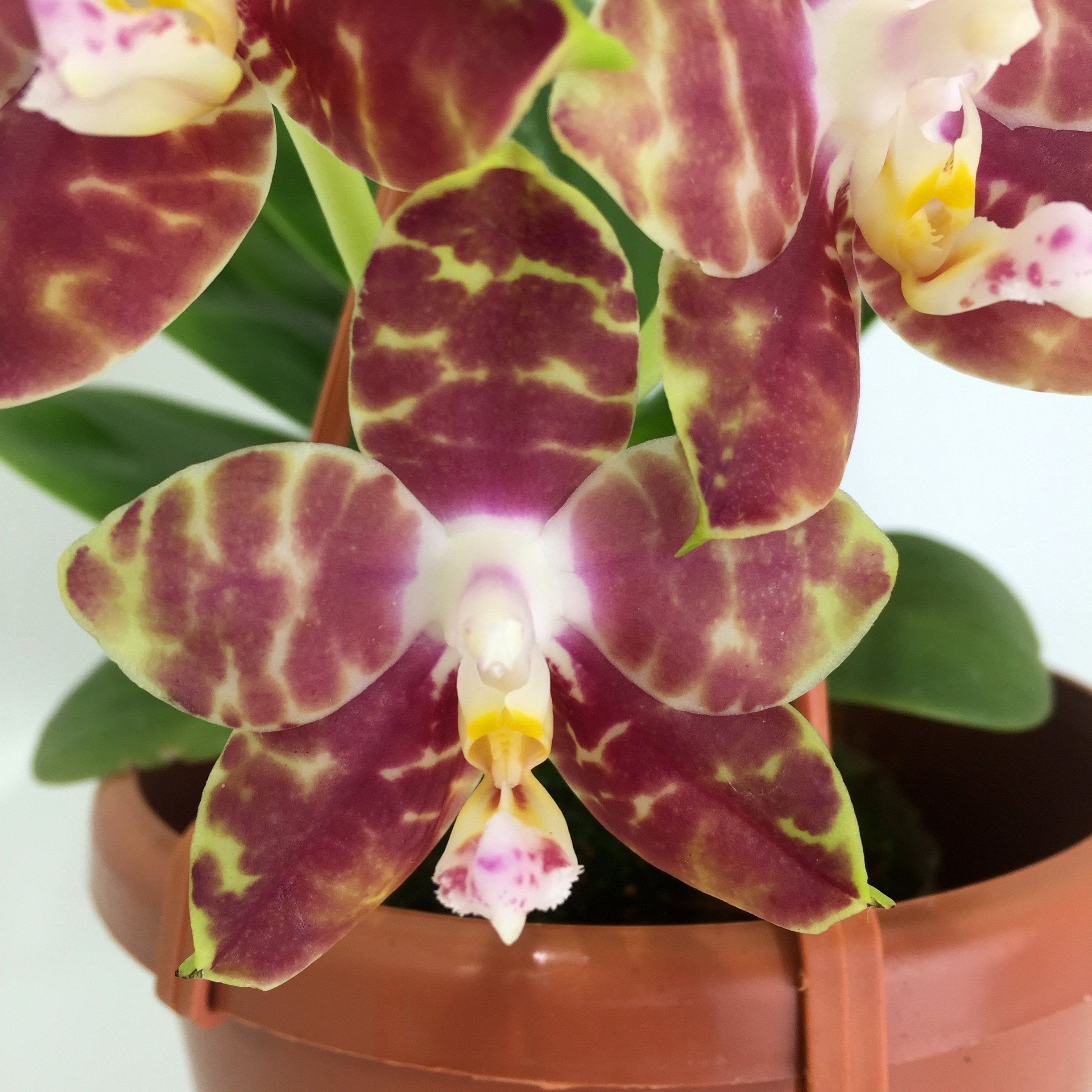 Phalaenopsis Gelbieber x mariae