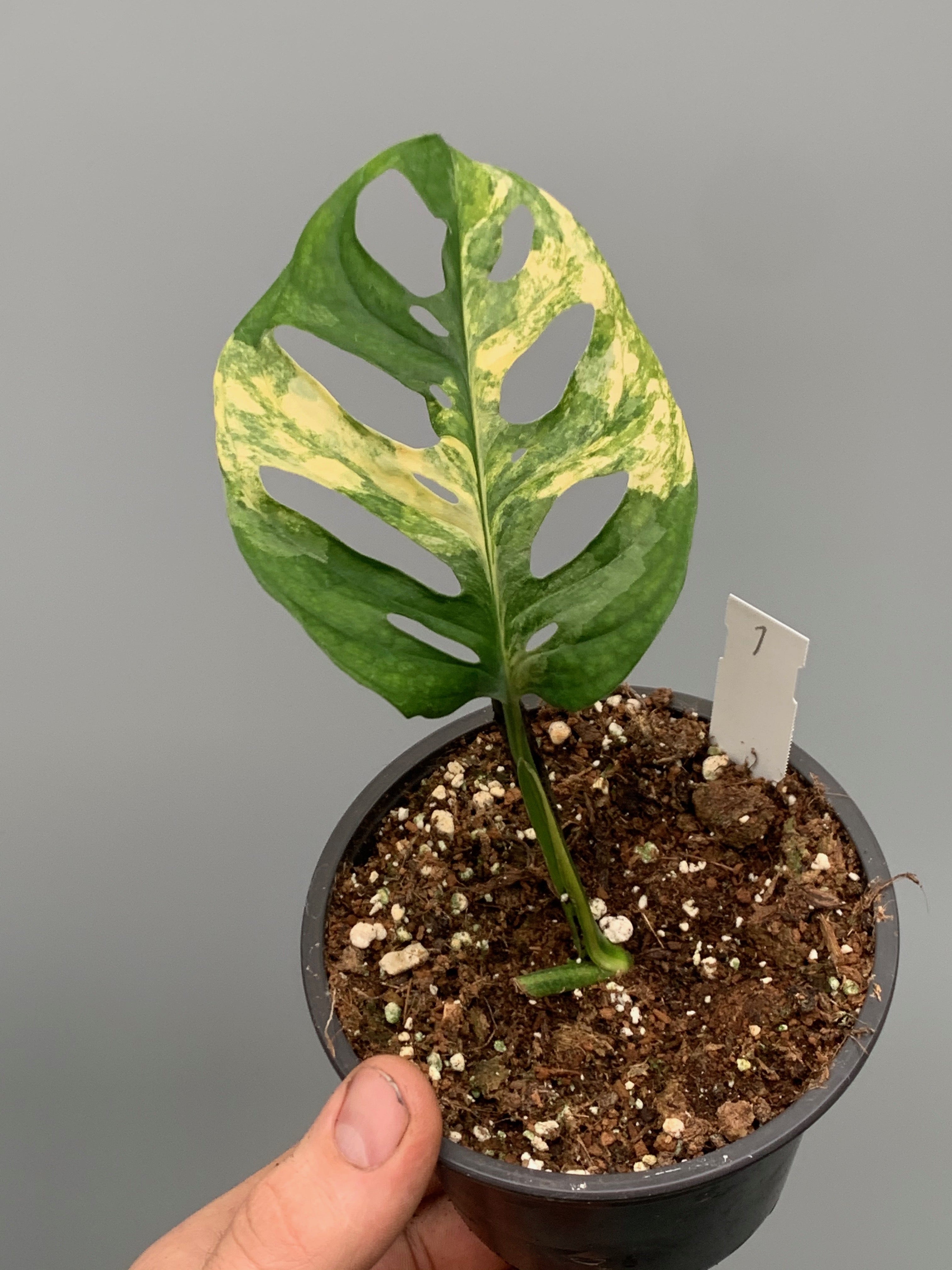 Monstera adansonii variegated aurea (Leaf cutting)