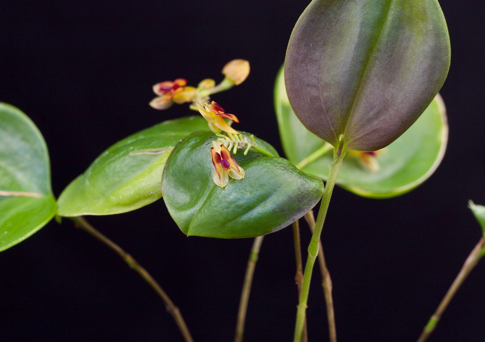 Lepanthes larvina